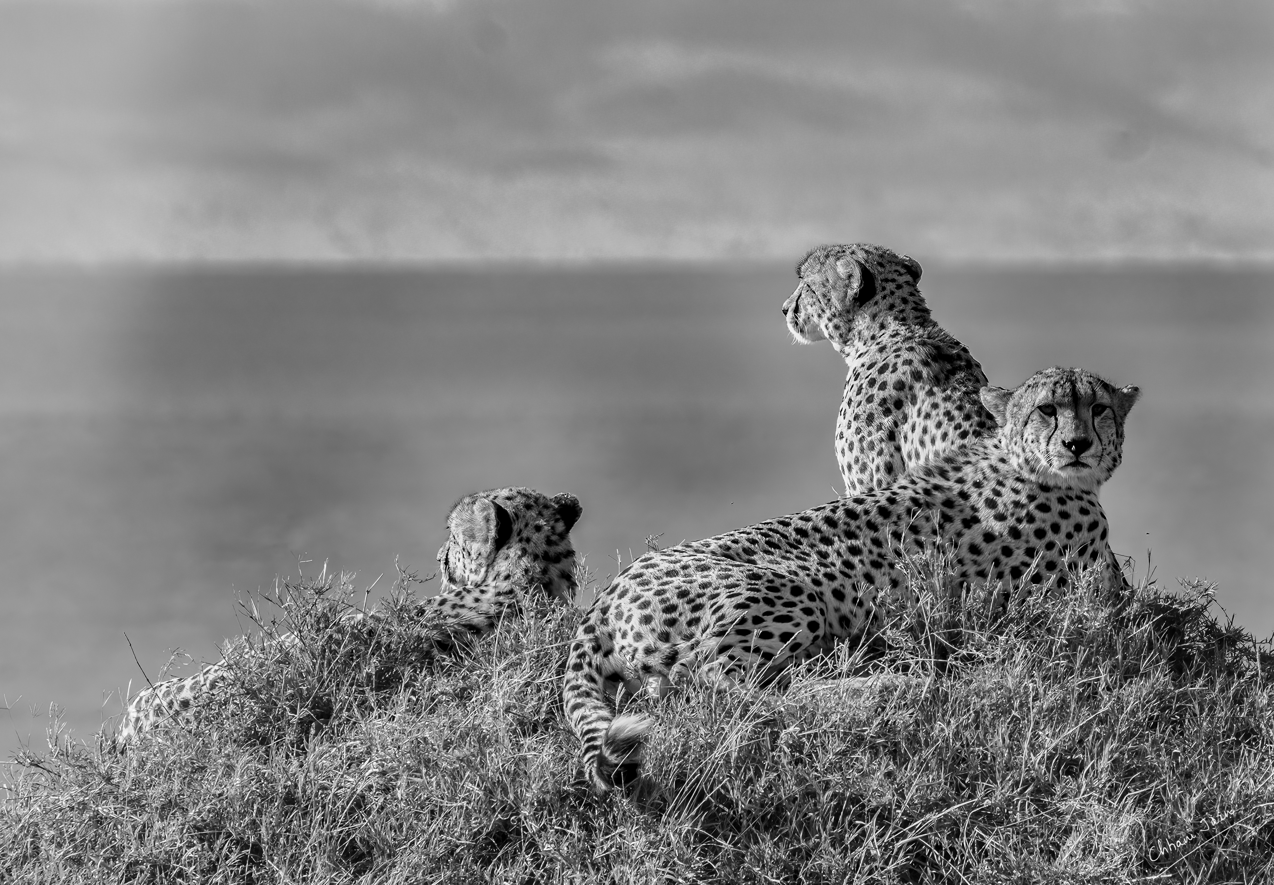 Savanna Solace and Struggle