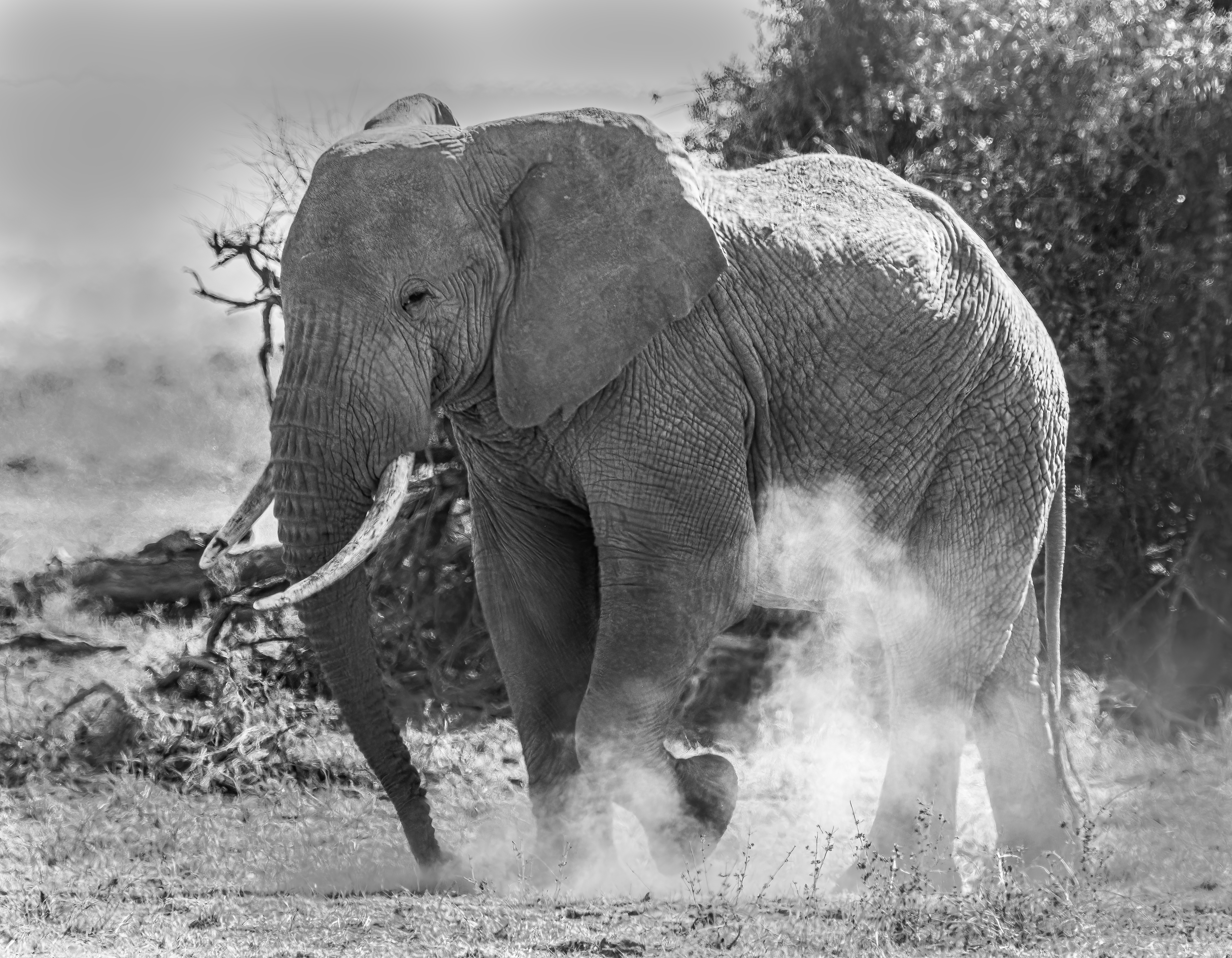 Savanna Solace and Struggle