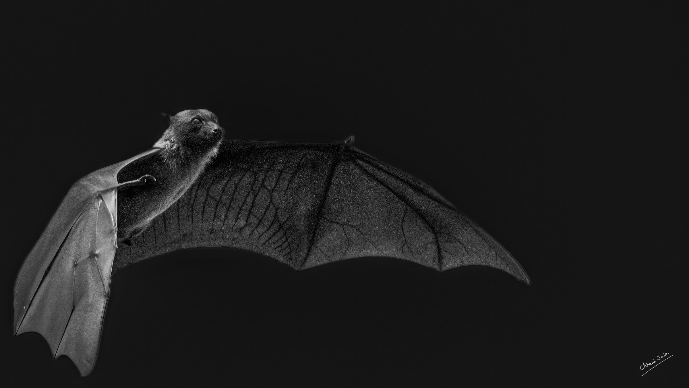 Bats