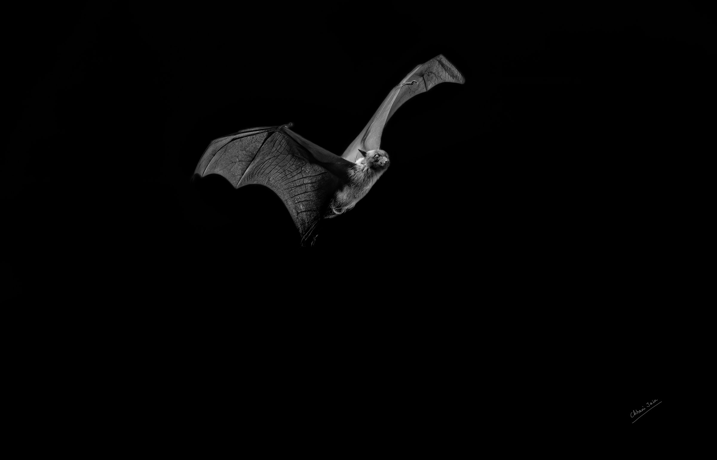 Bats