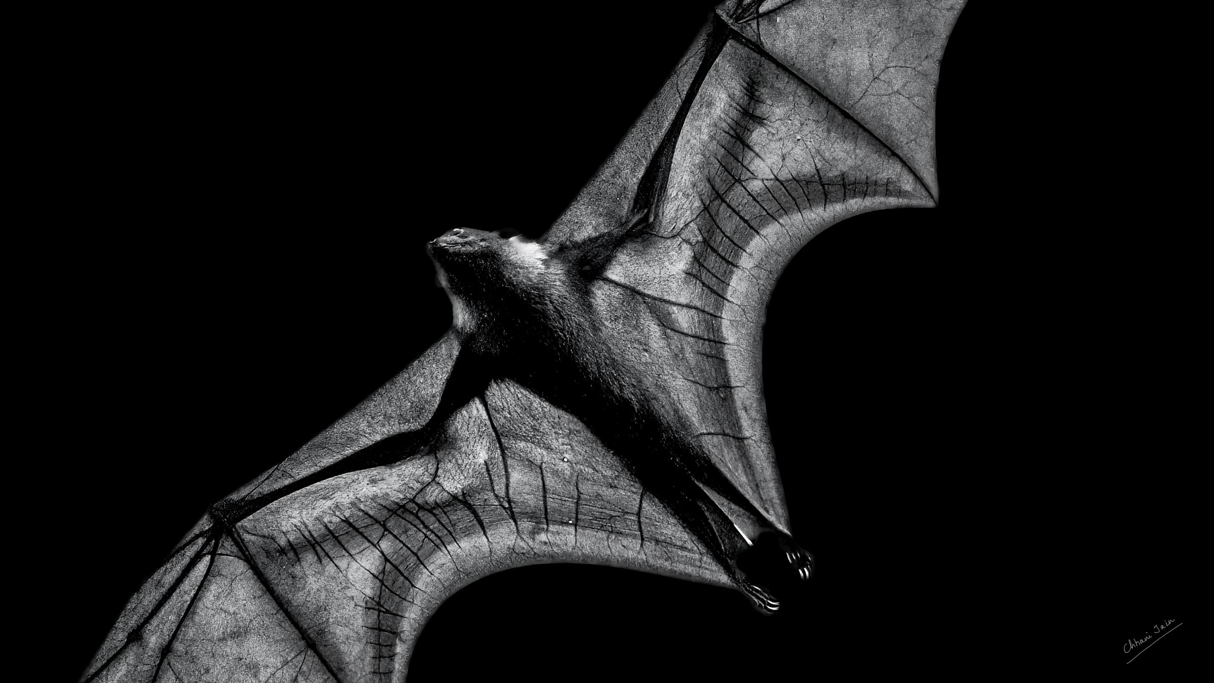 Bats