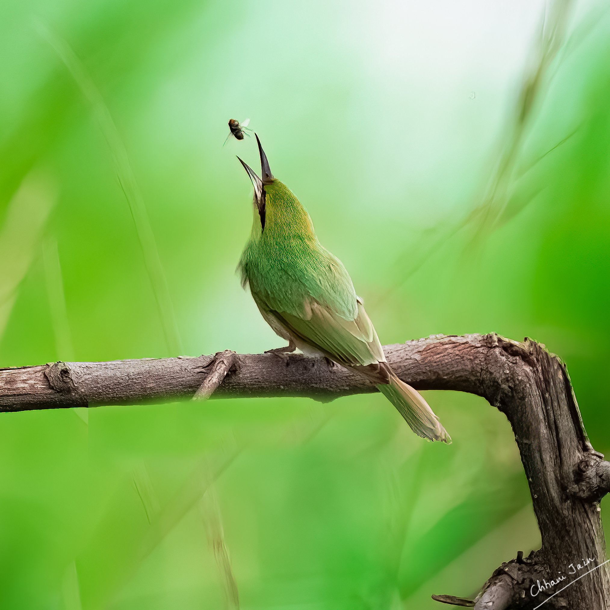 Bee eaters