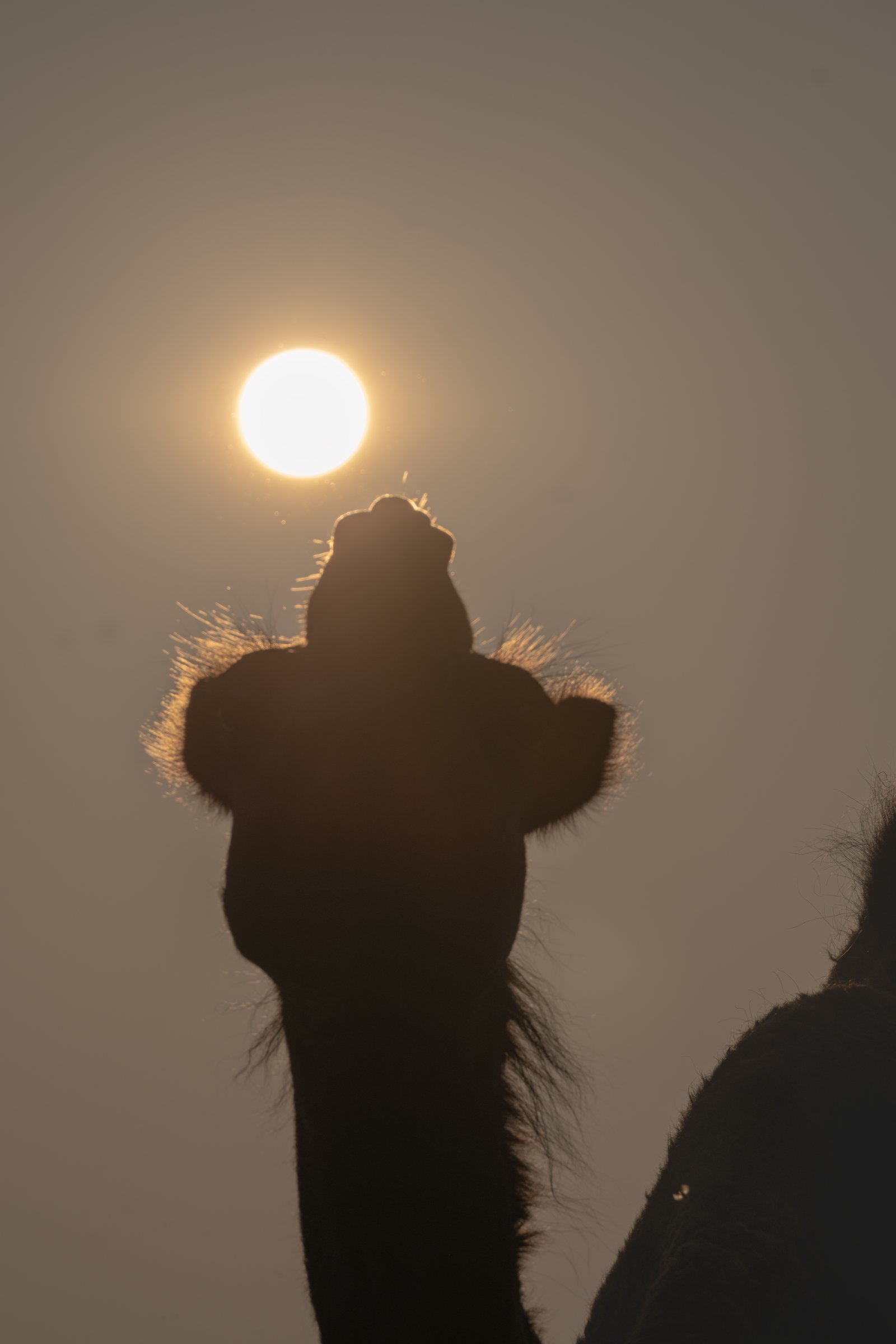 Camel