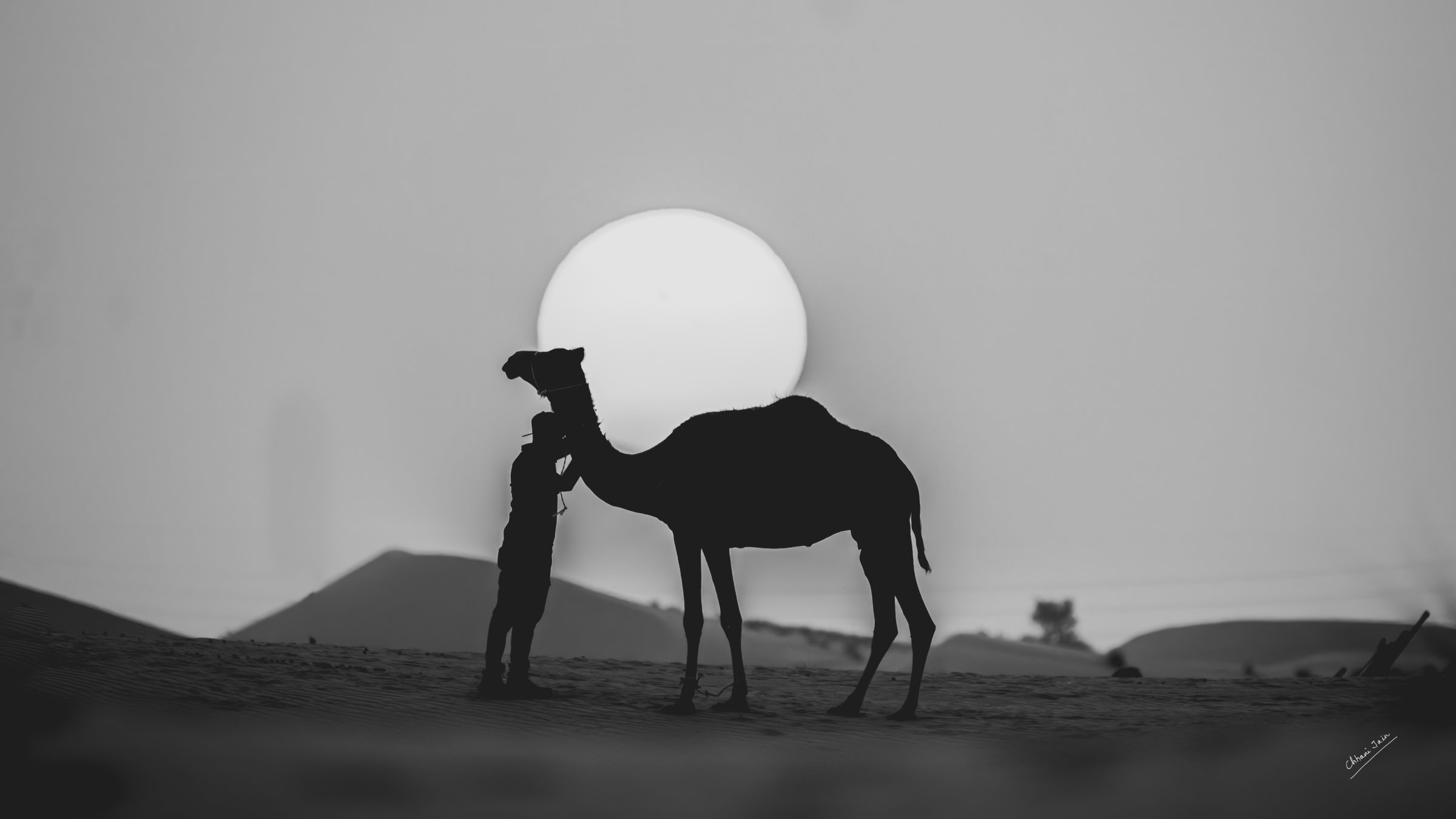 Camel
