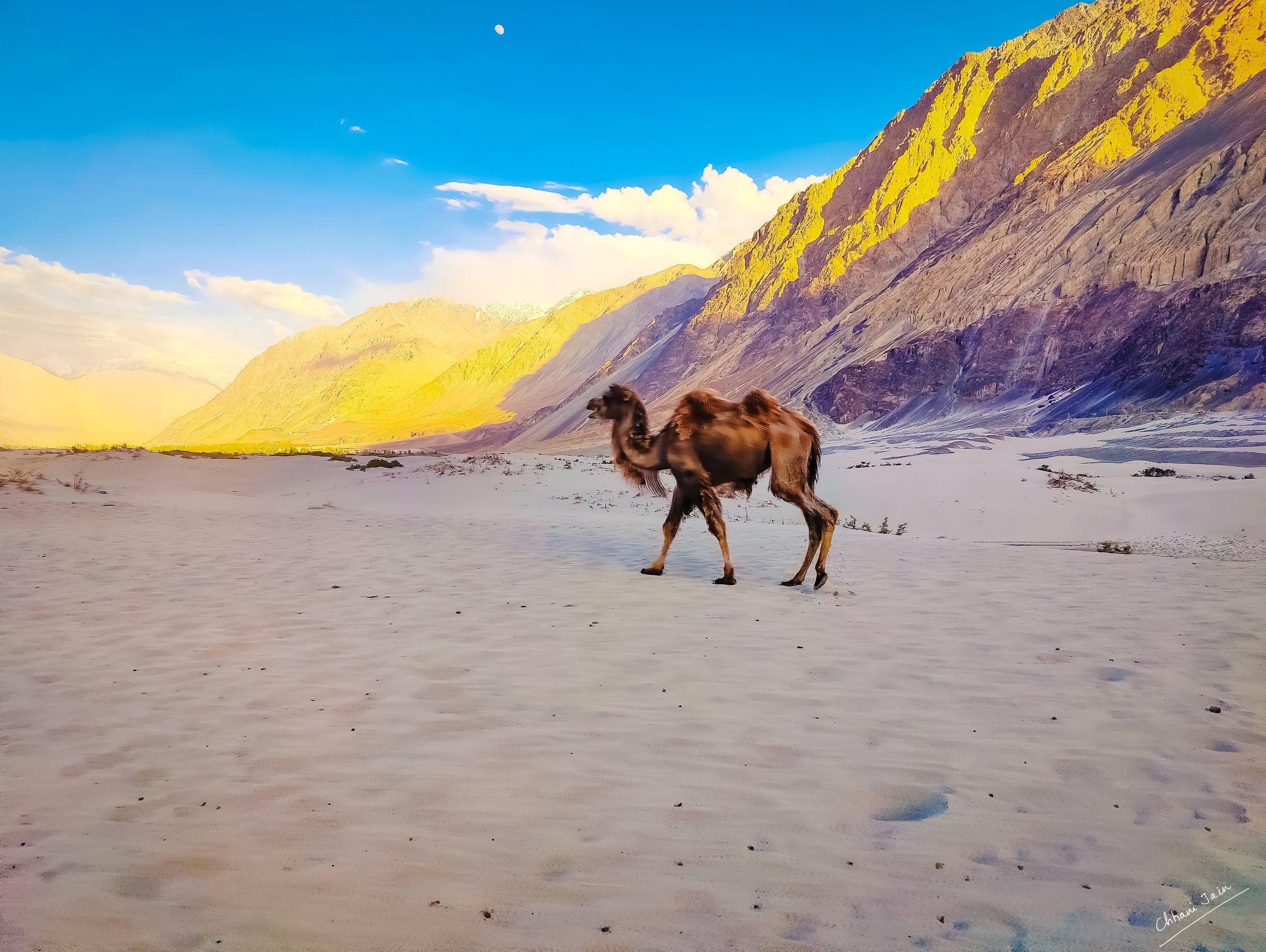 Camel