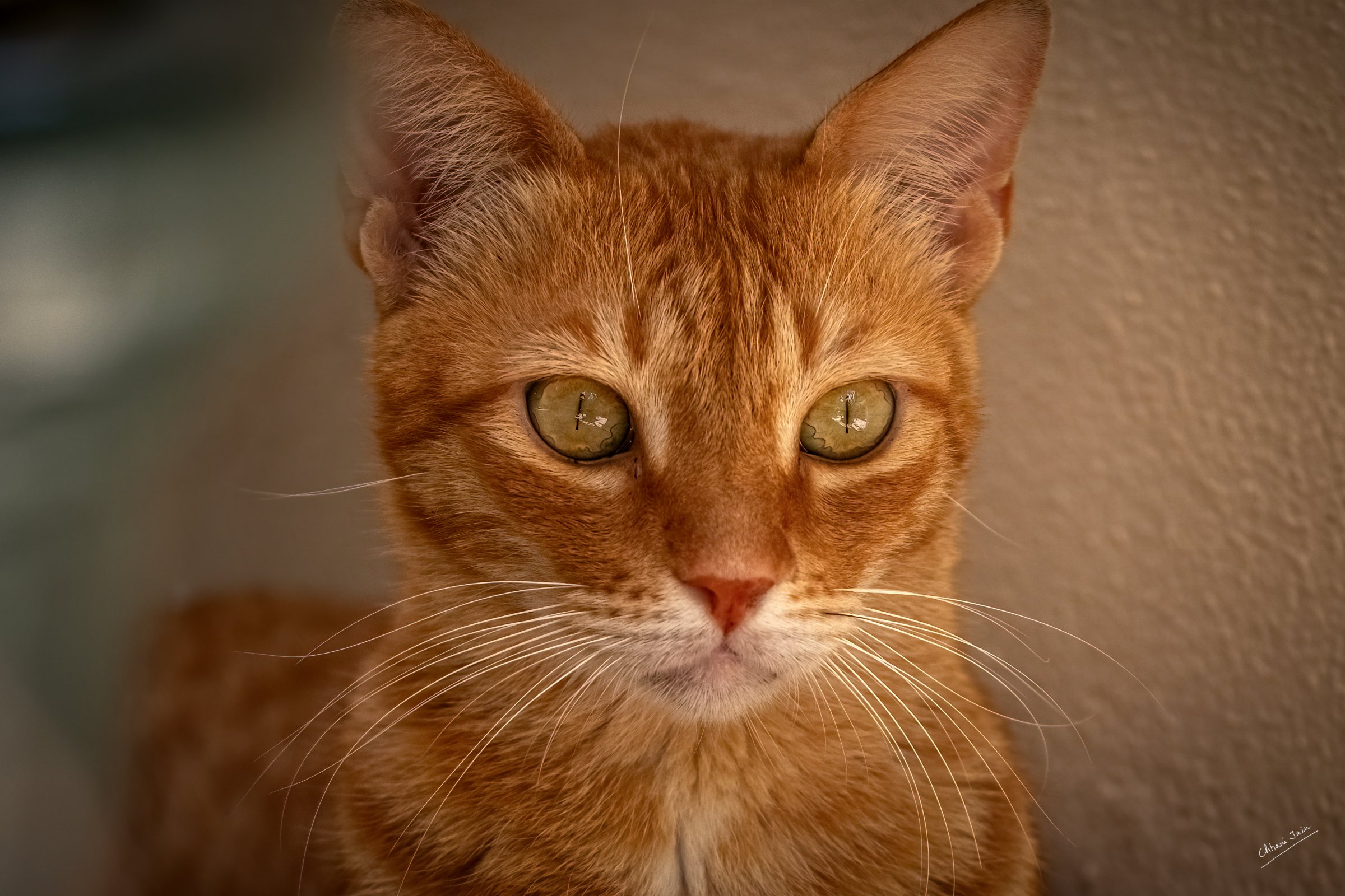 Cat
