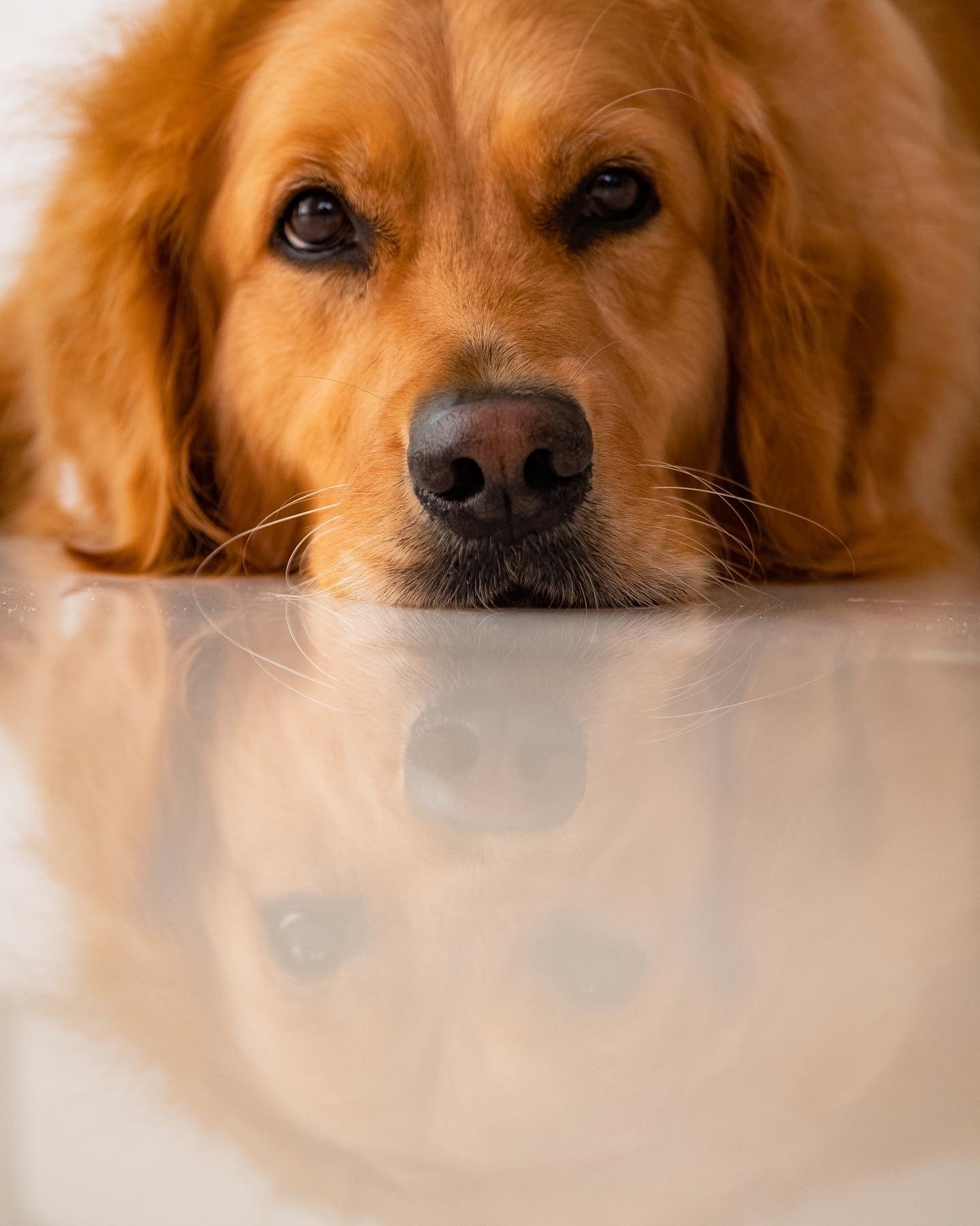 Dogs
