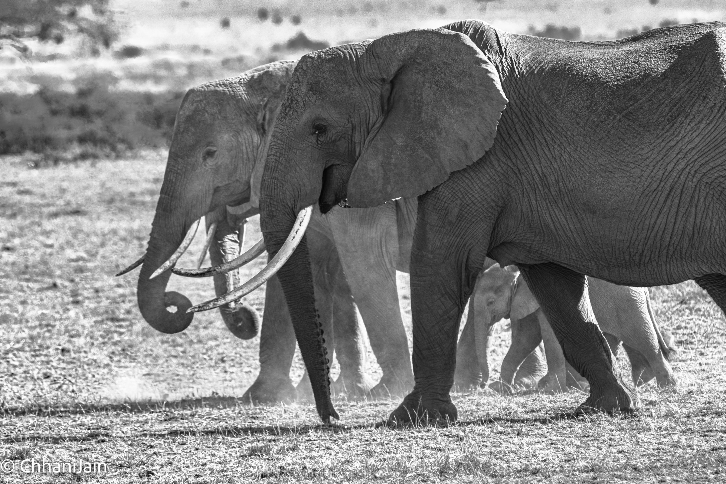 Elephant