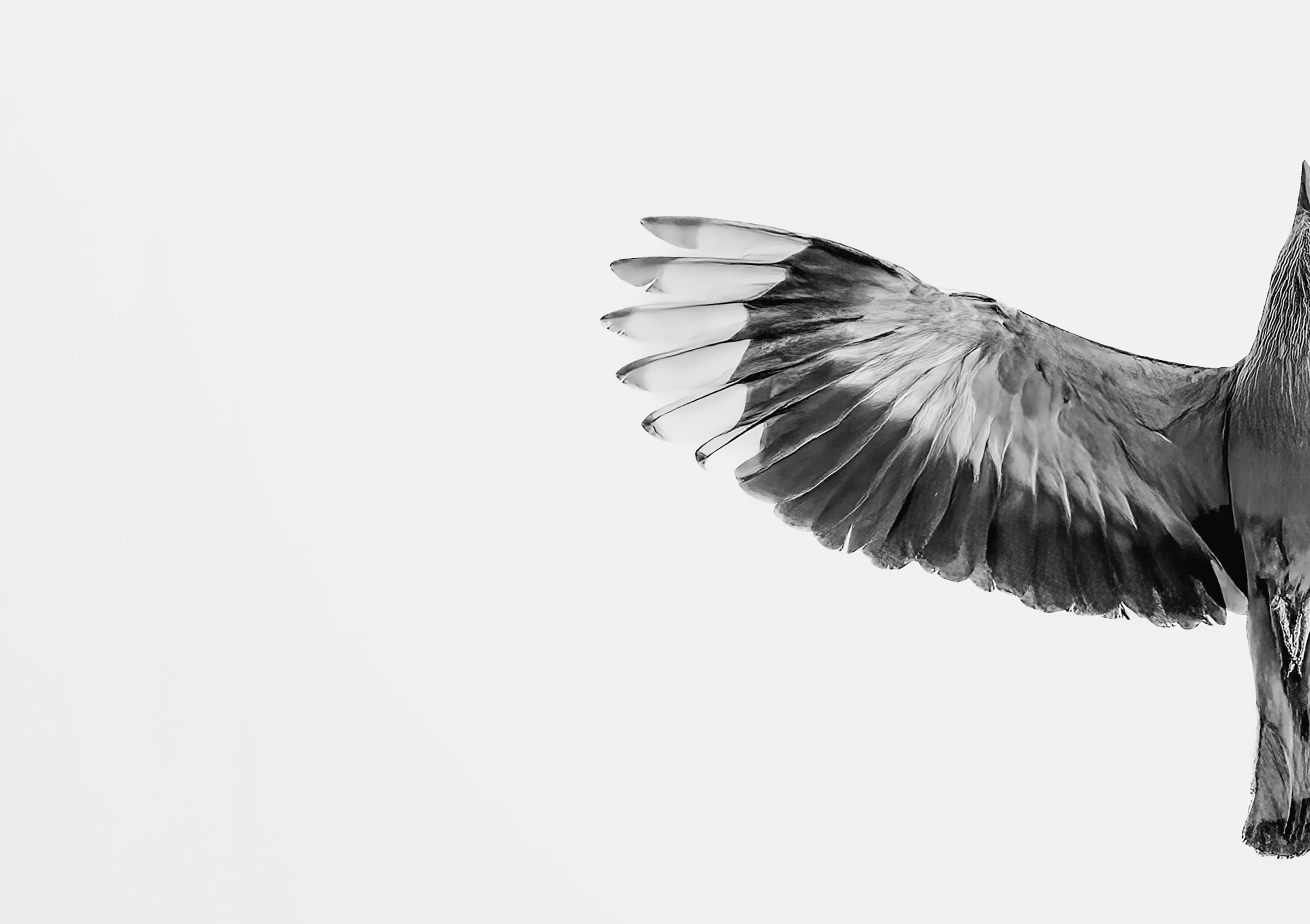 Indian Roller