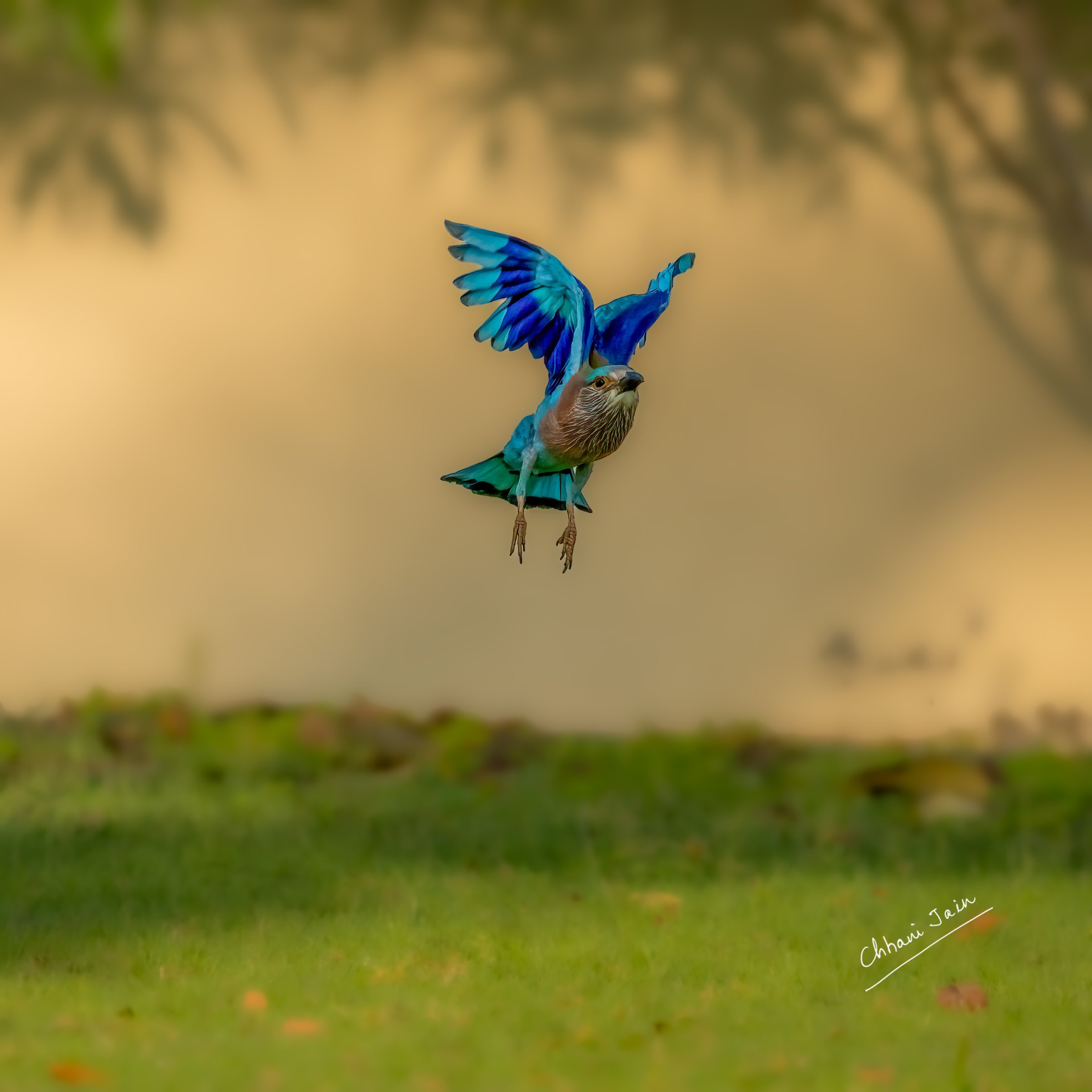 Indian Roller