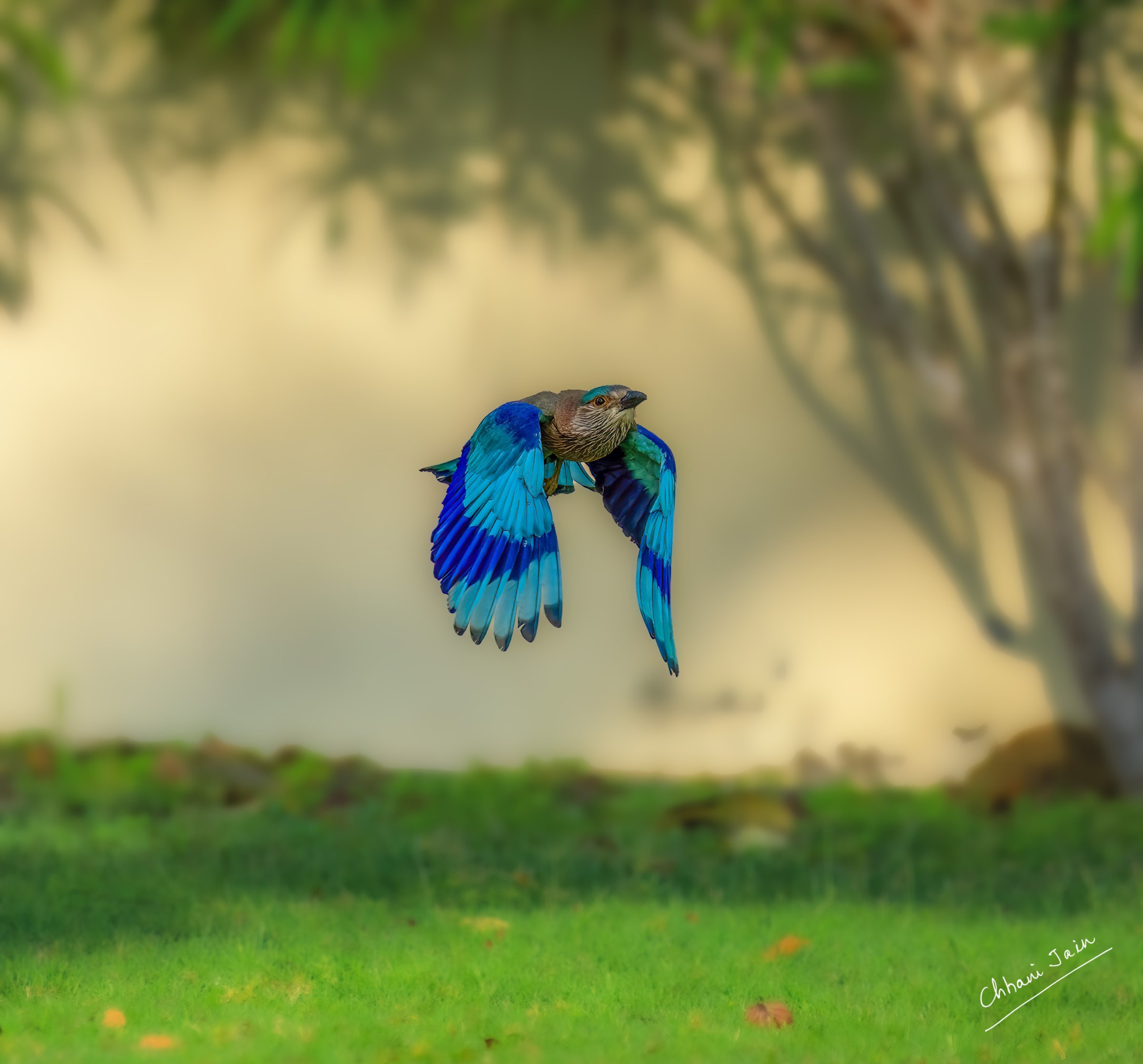 Indian Roller