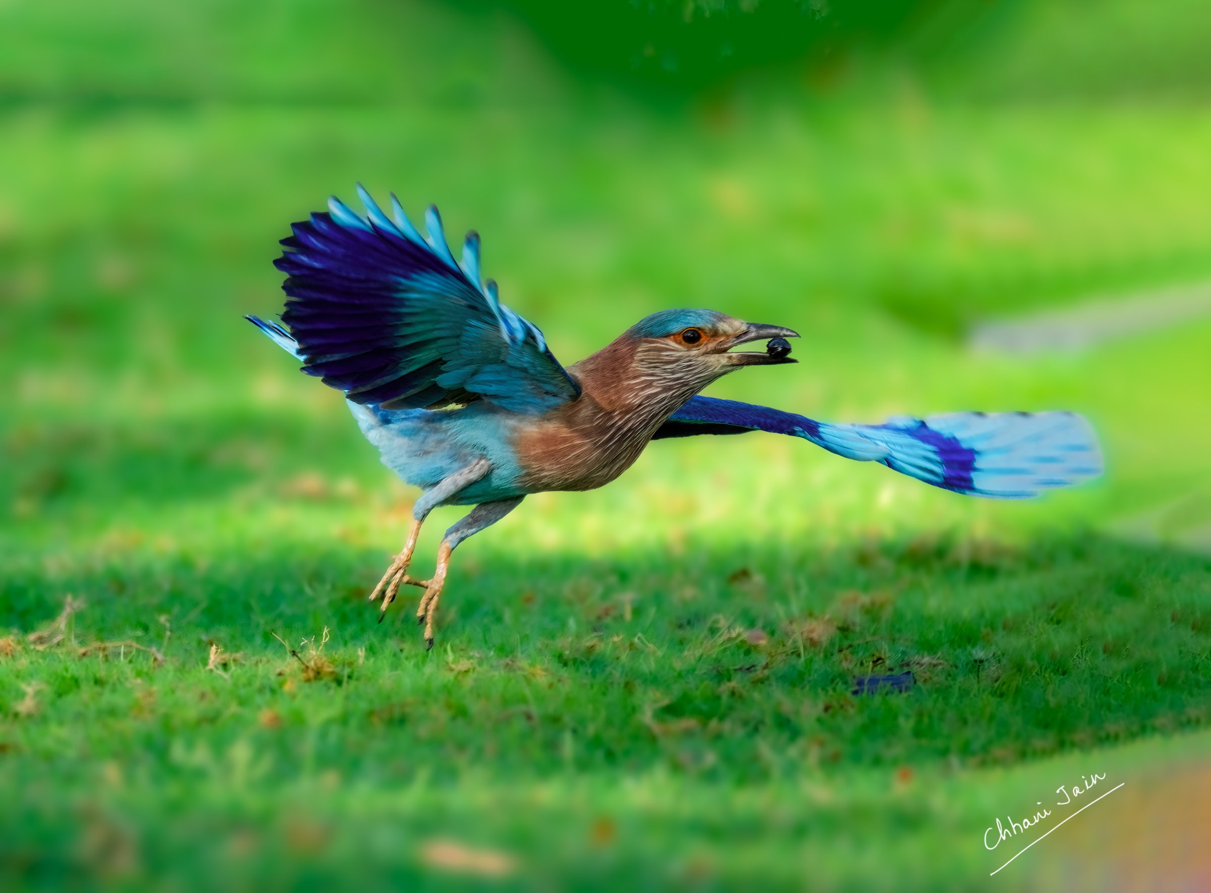 Indian Roller