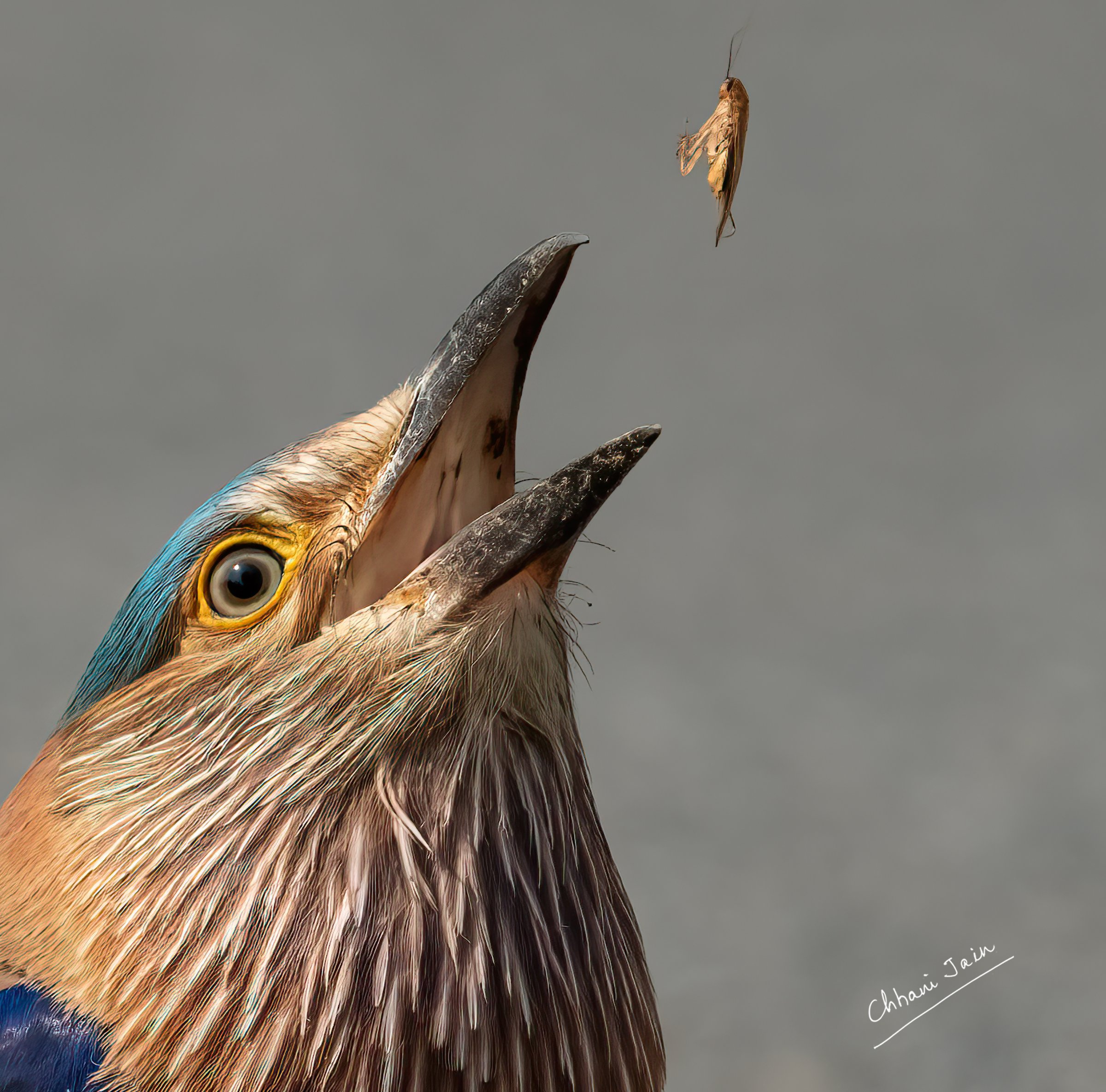 Indian Roller