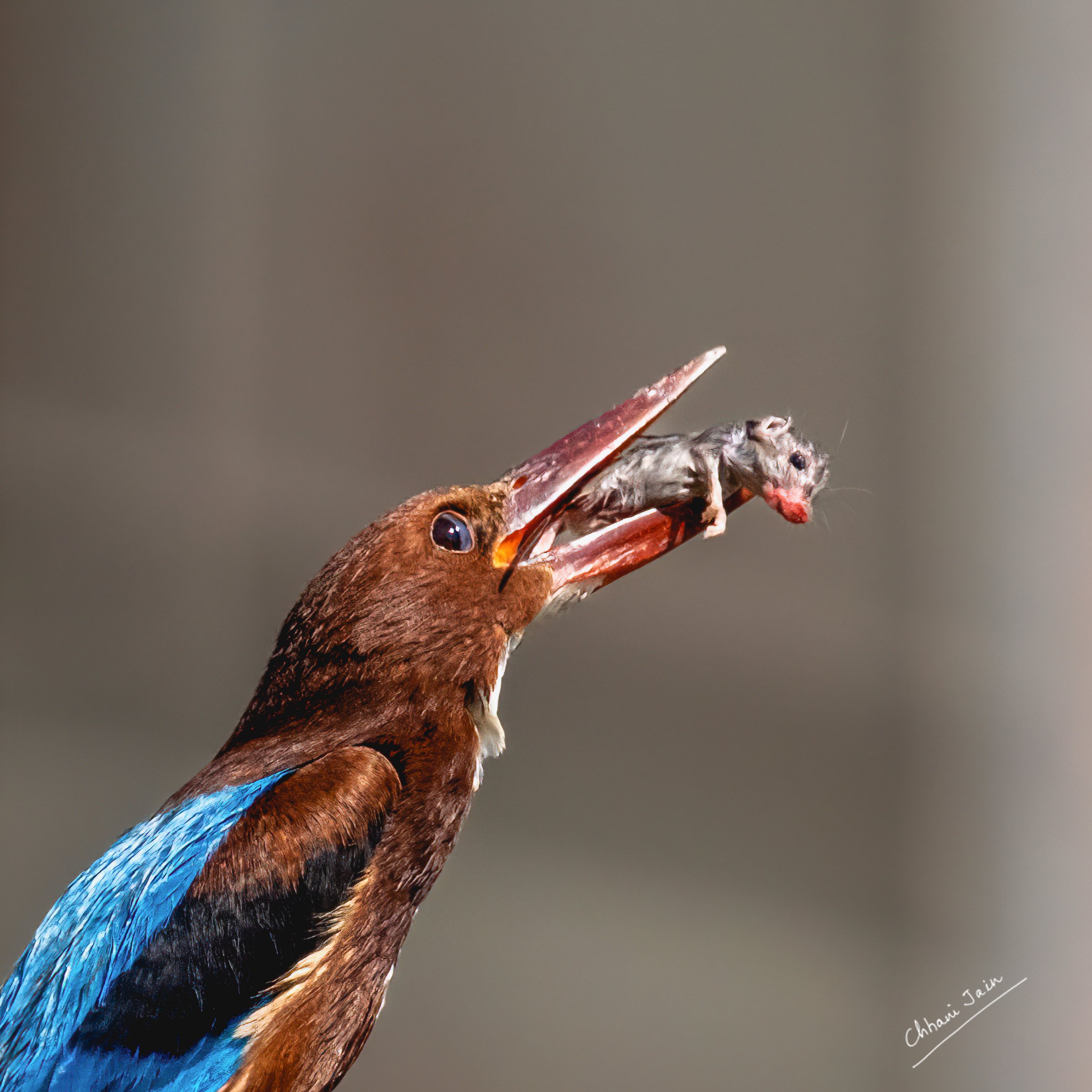 Kingfisher