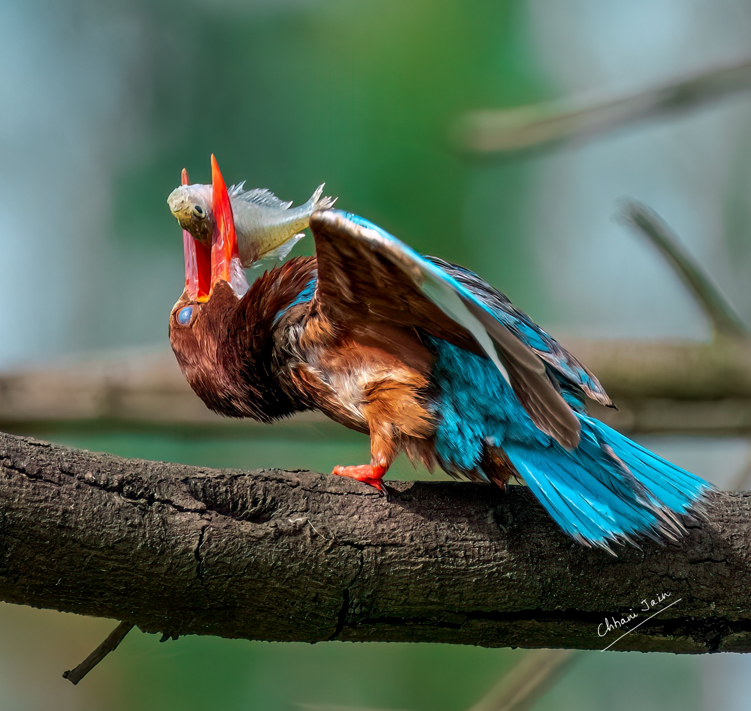Kingfisher