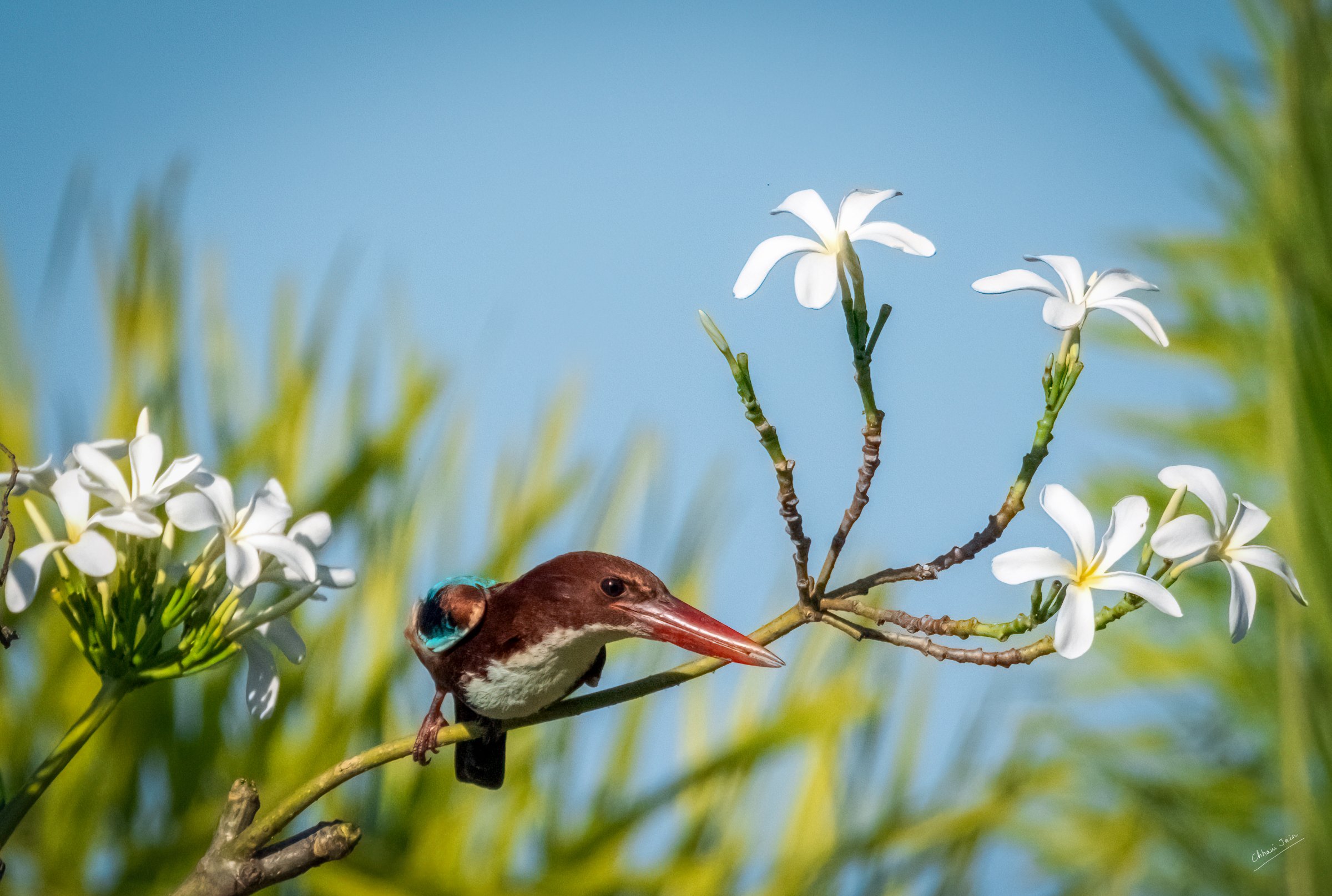 Kingfisher