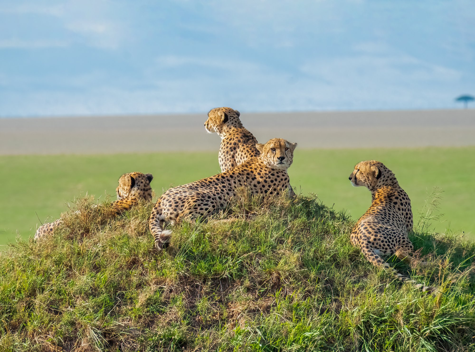Masai Mara