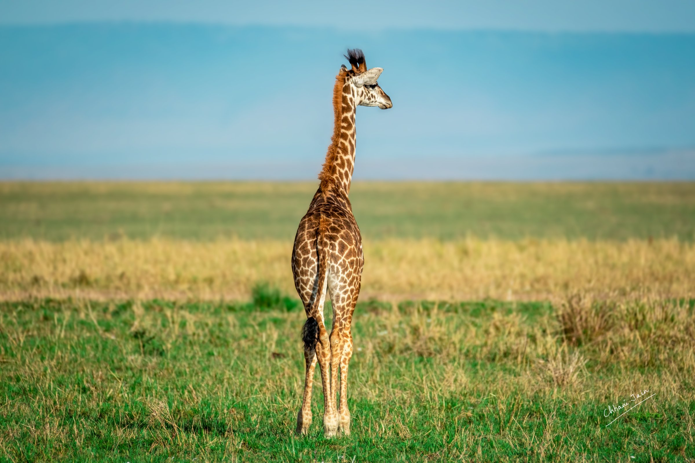 Masai Mara
