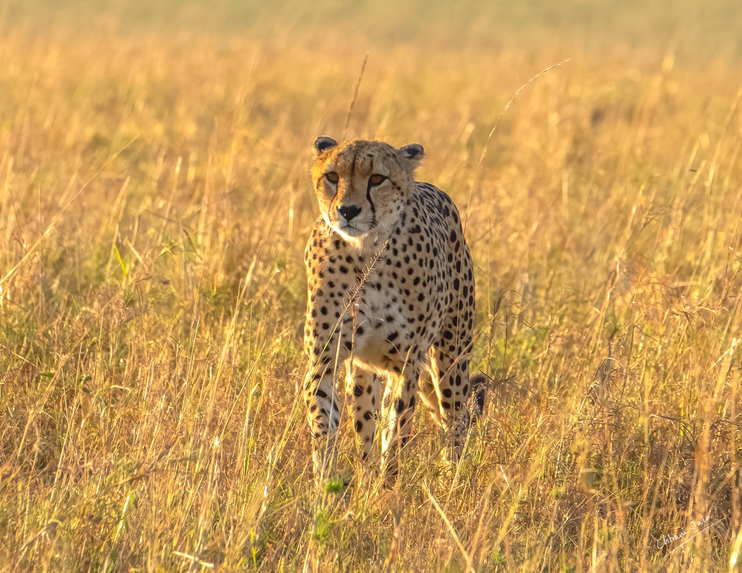 Masai Mara
