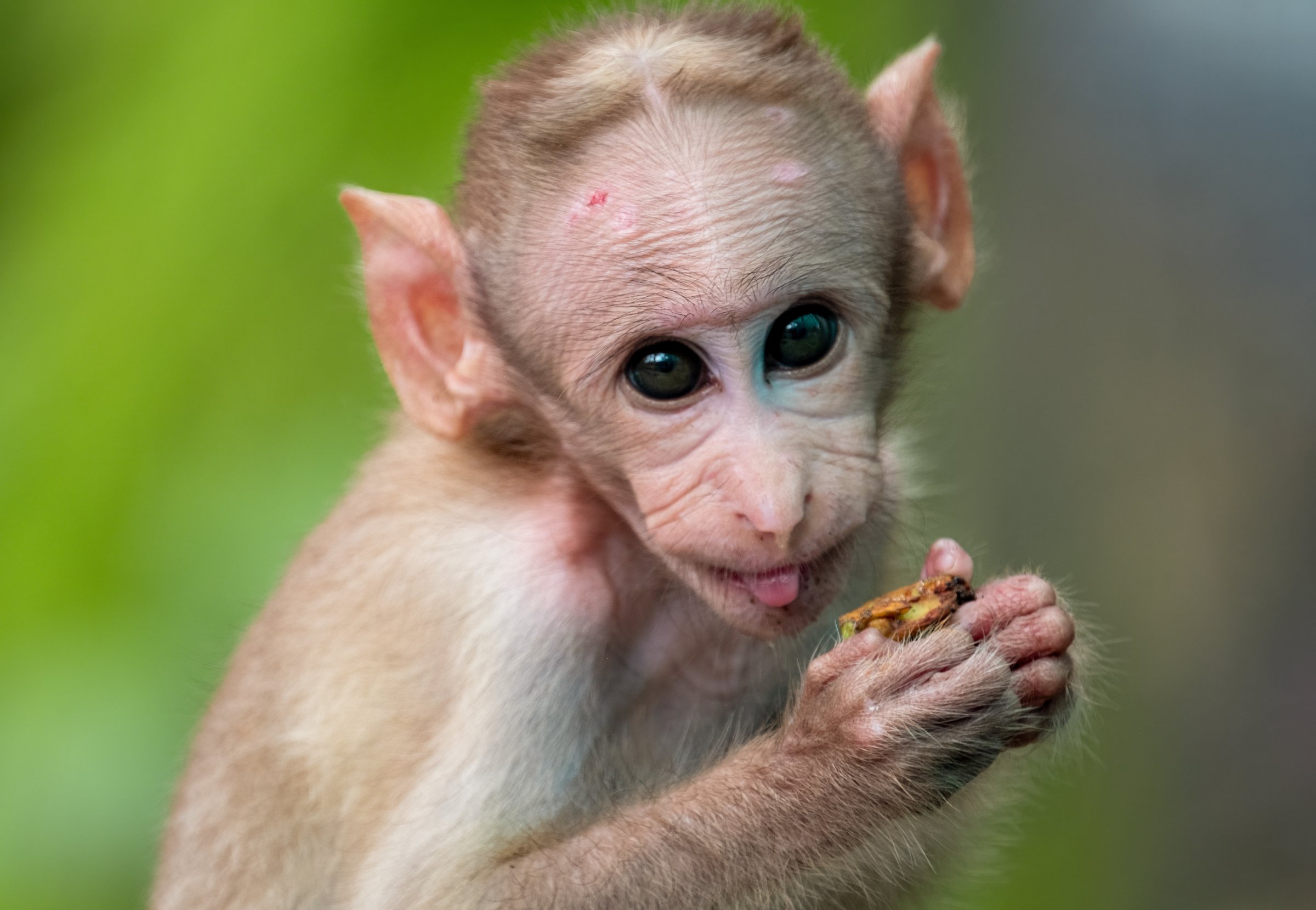 Monkey