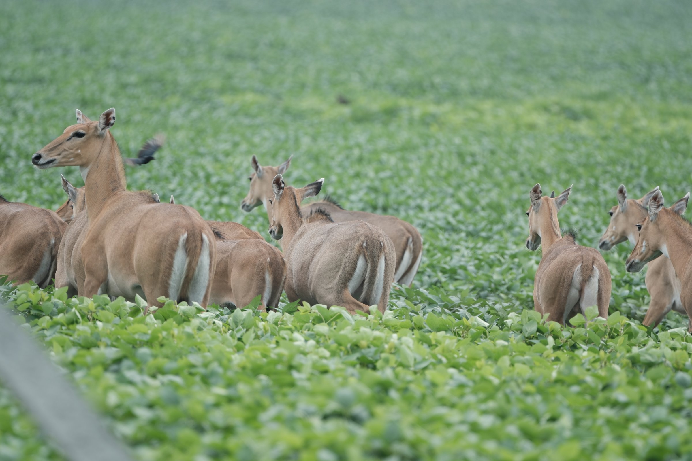 Nilgai - blue bulls (Indore )