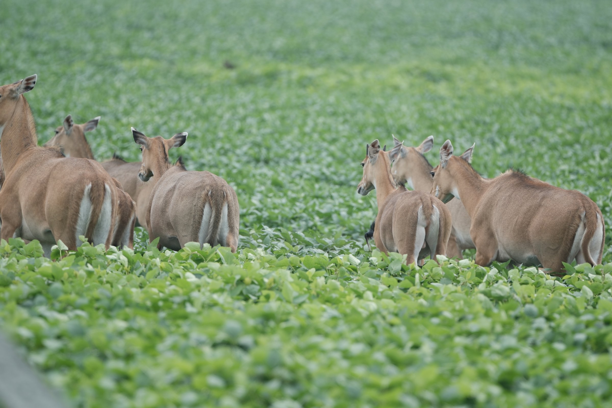 Nilgai - blue bulls (Indore )