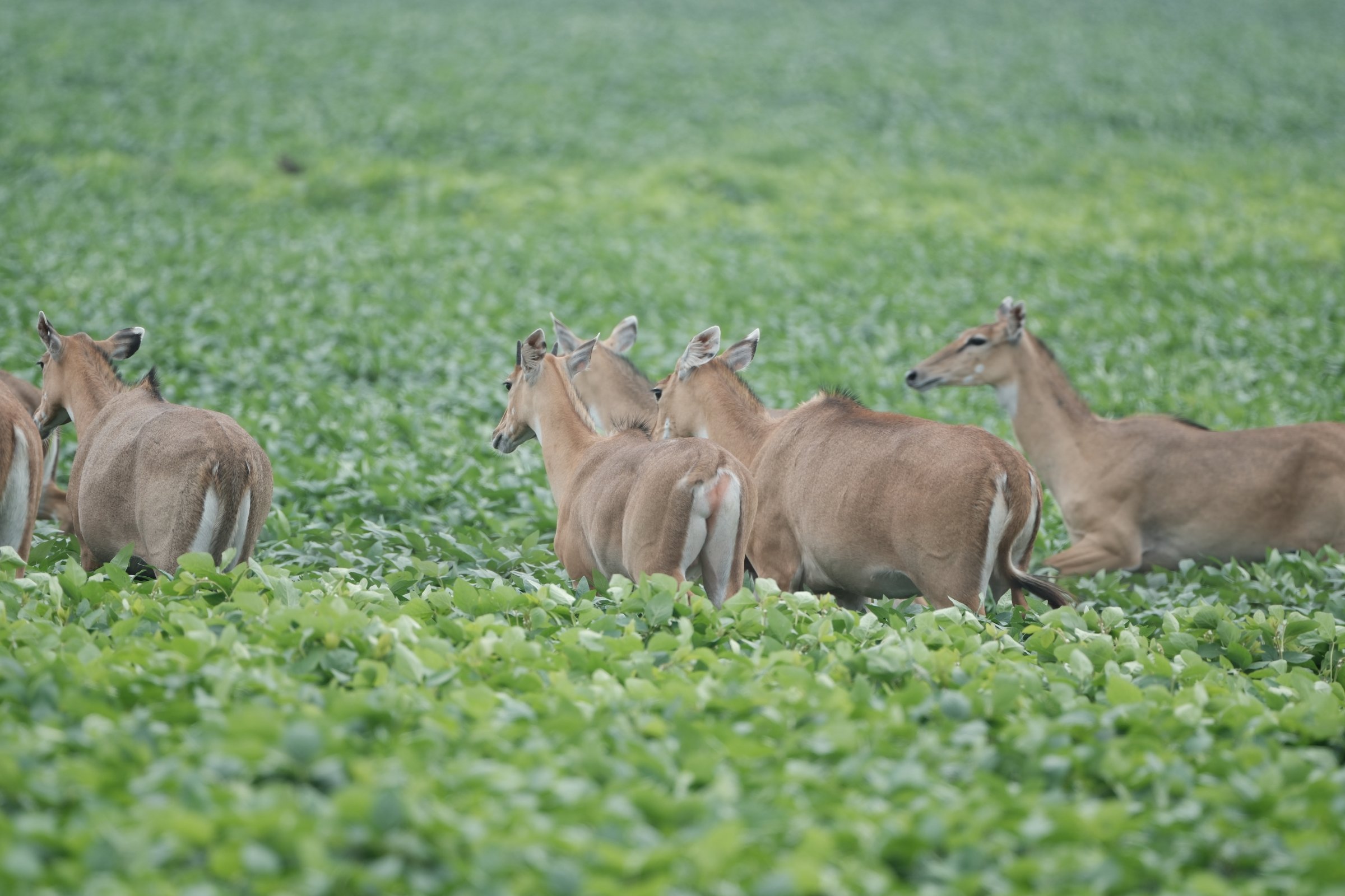 Nilgai - blue bulls (Indore )
