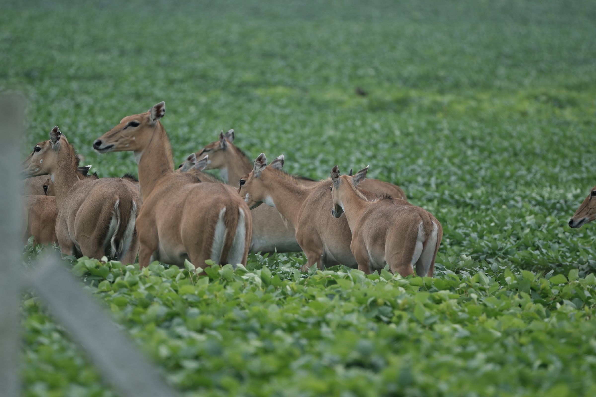 Nilgai - blue bulls (Indore )
