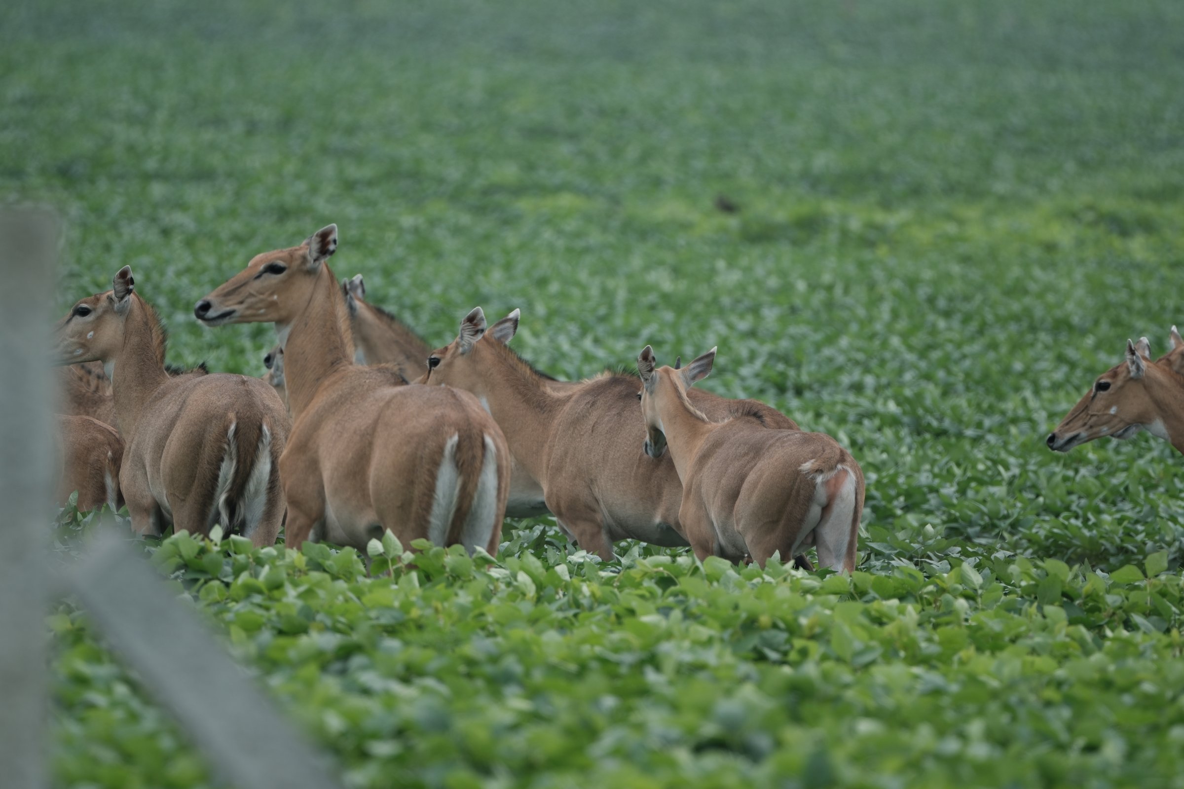 Nilgai - blue bulls (Indore )