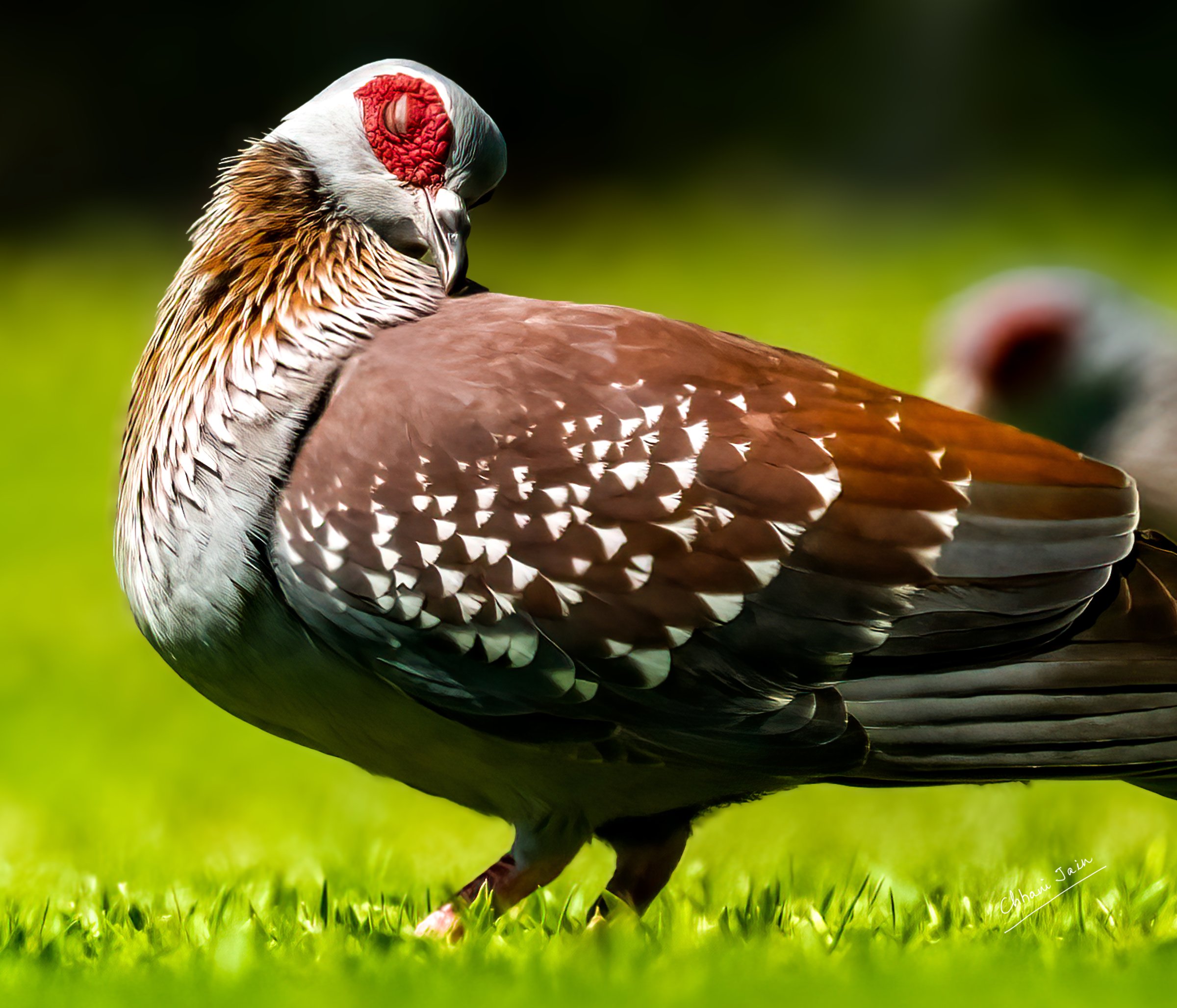 Other birds