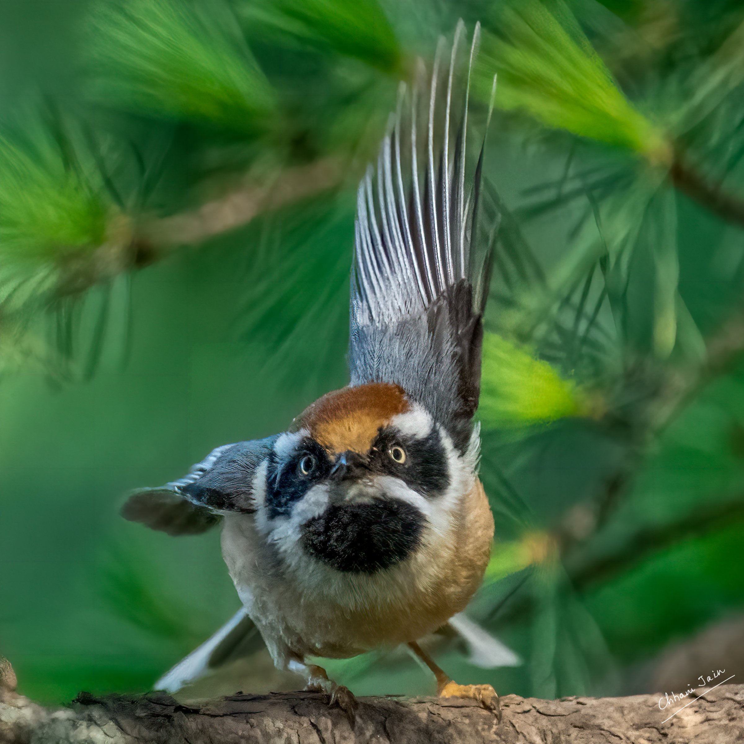 Other birds