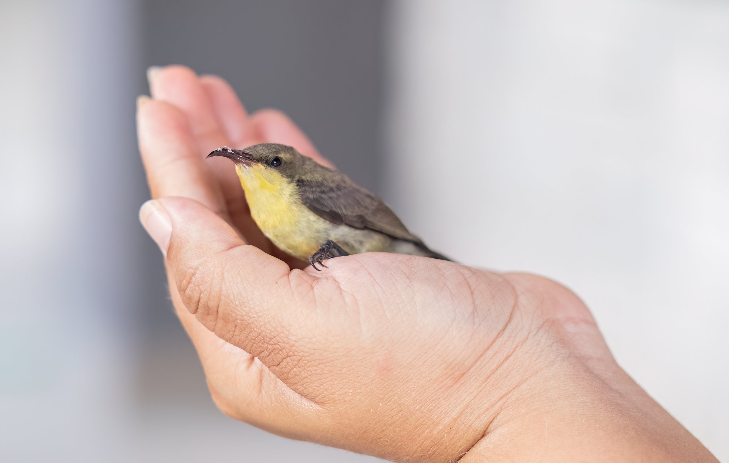 Other birds