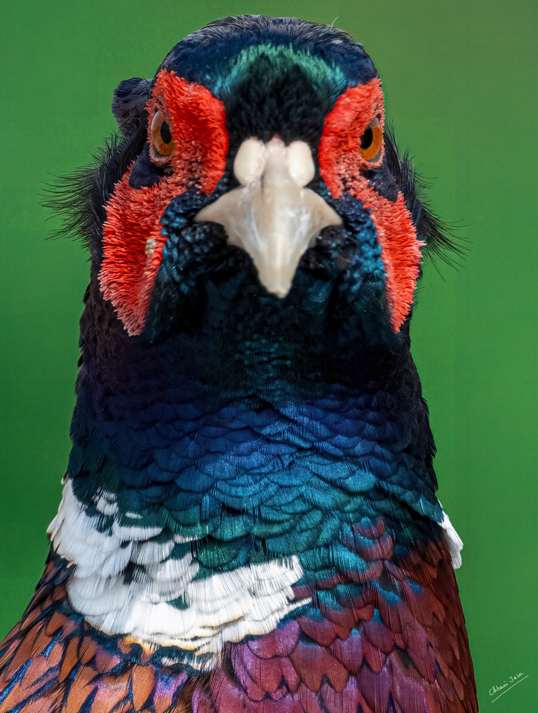 Other birds