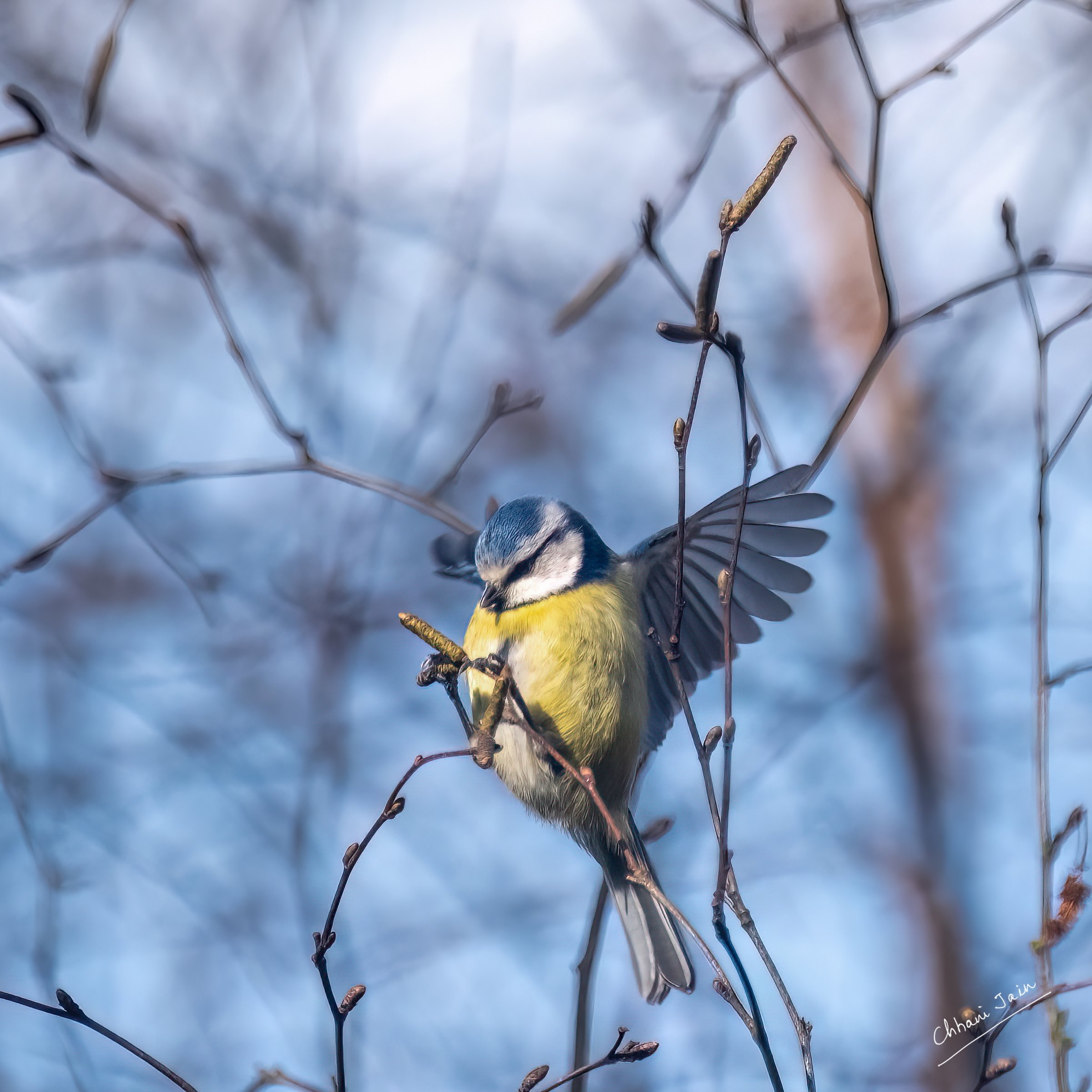 Other birds