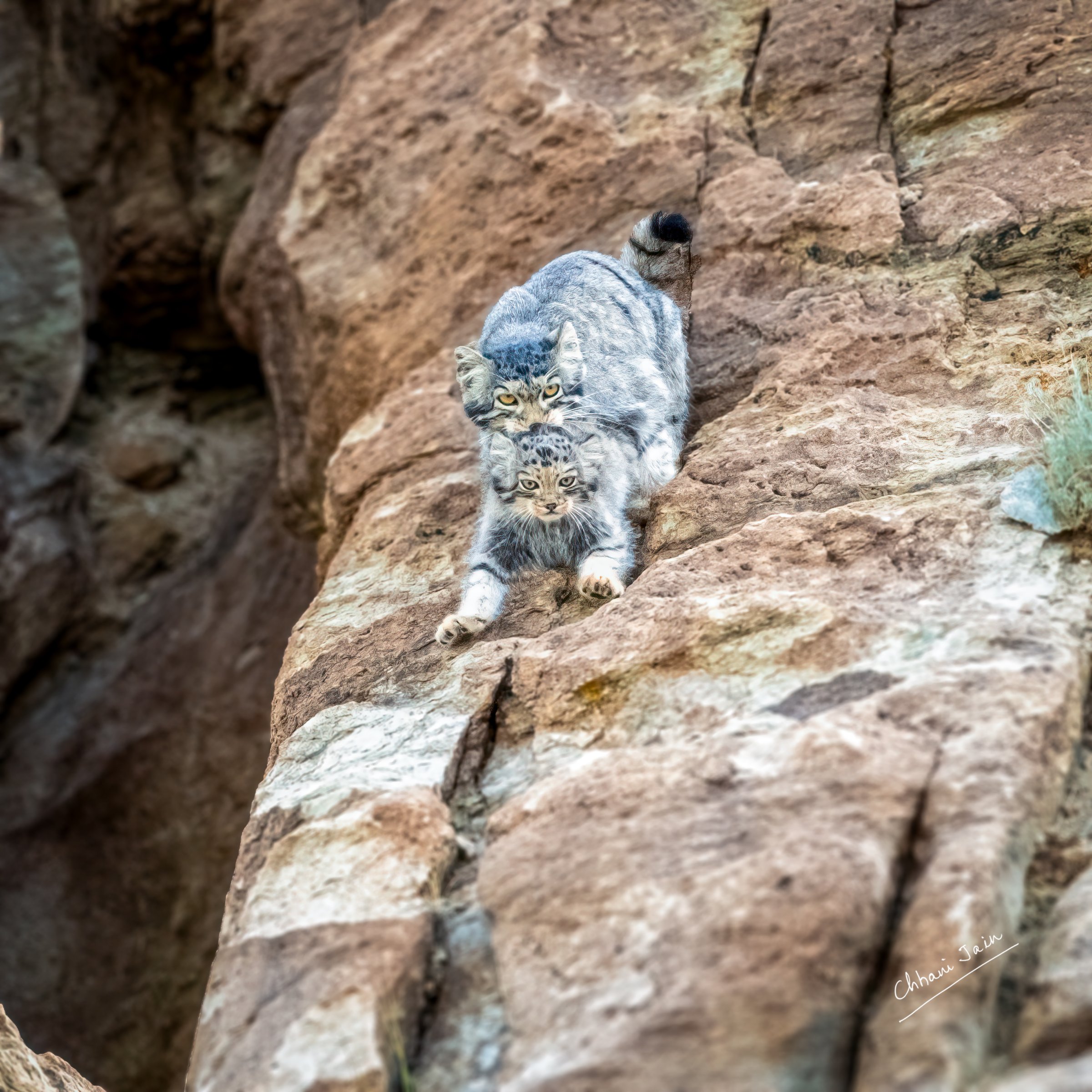 Pallas’s cat