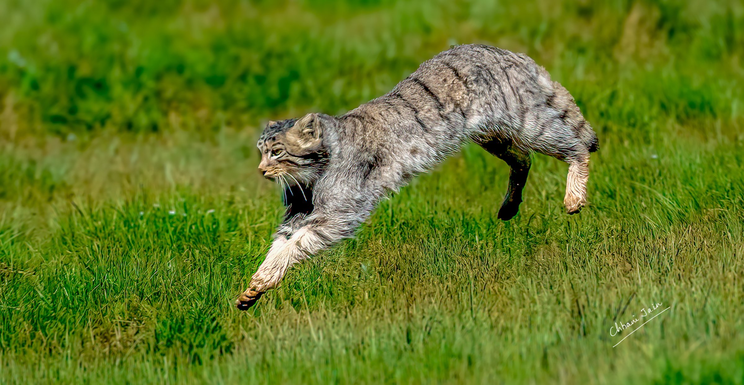 Pallas’s cat