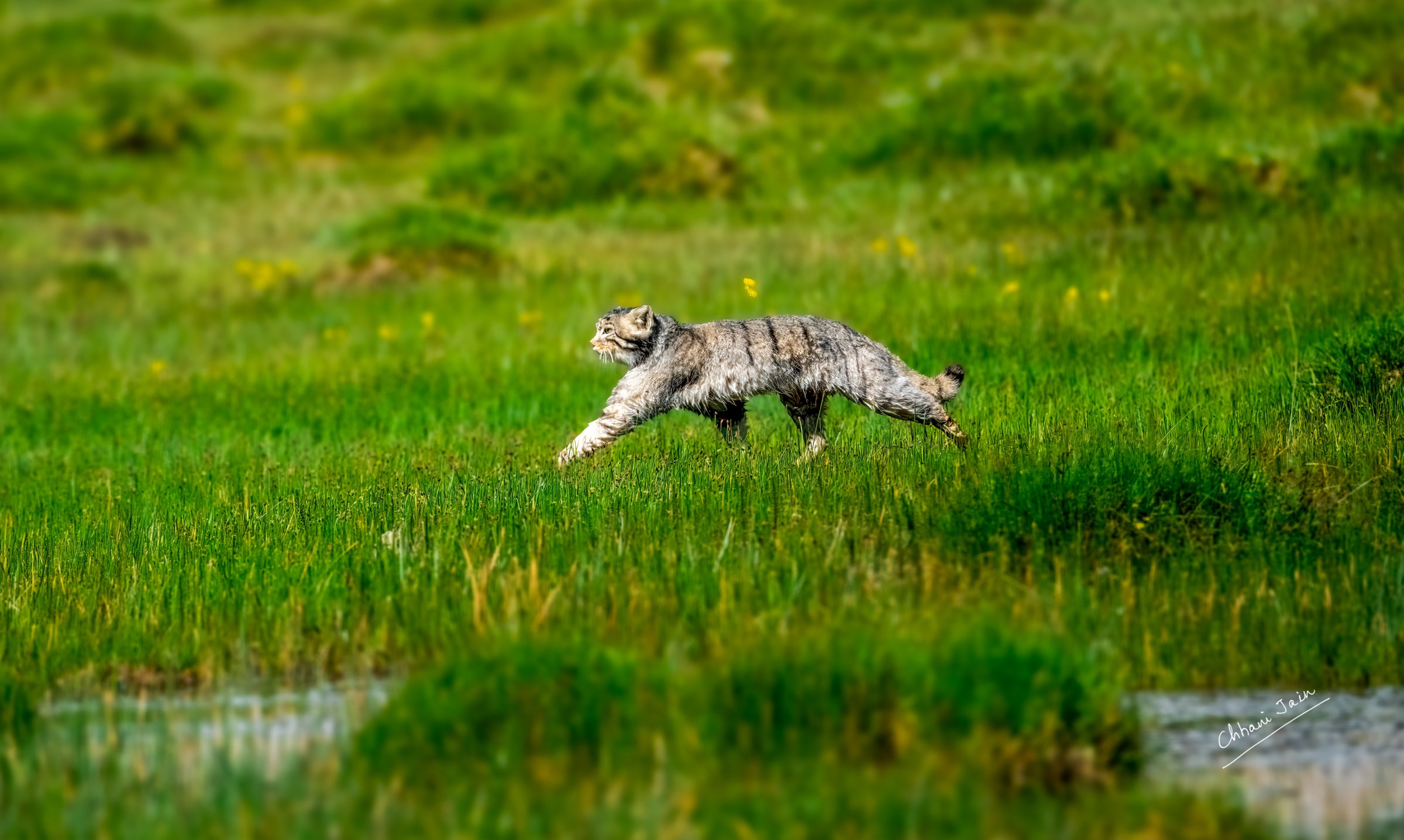 Pallas’s cat