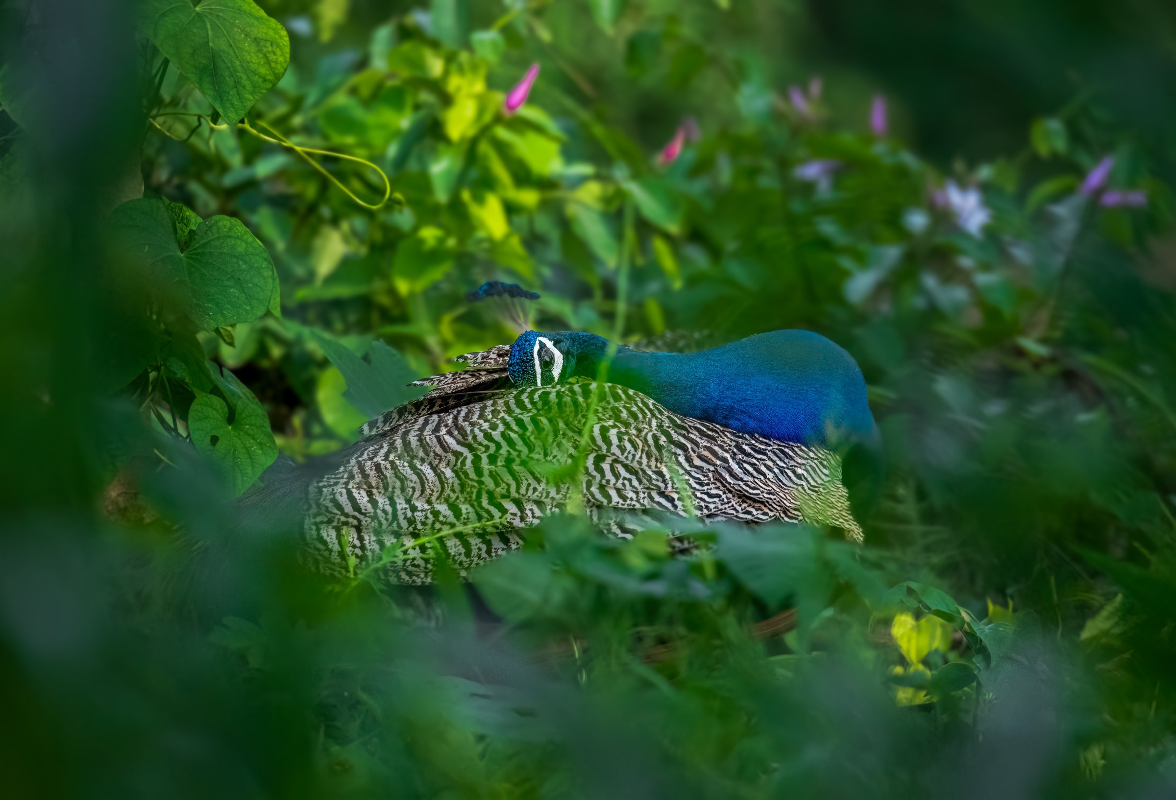 Peacock