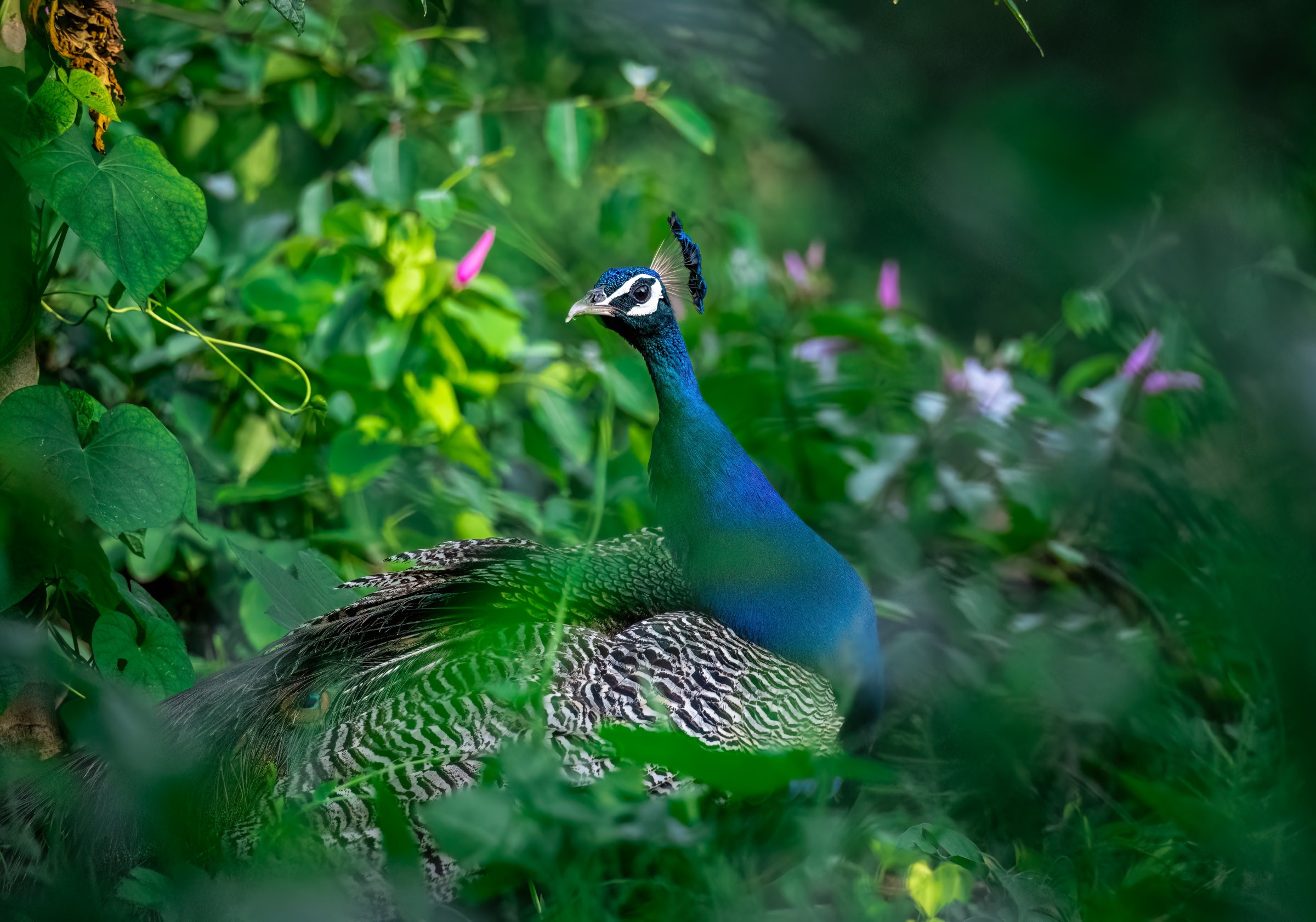 Peacock