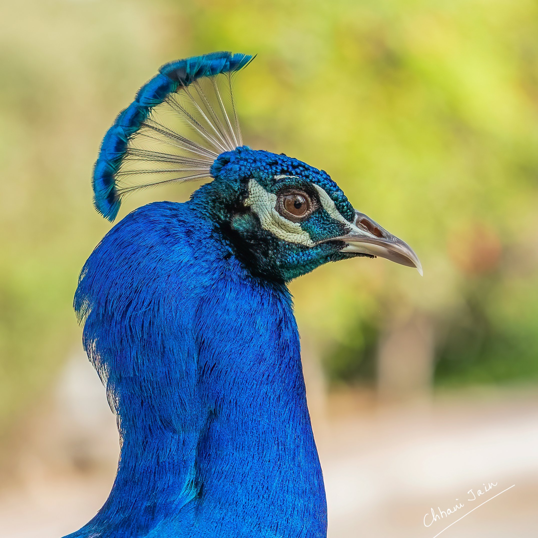Peacock