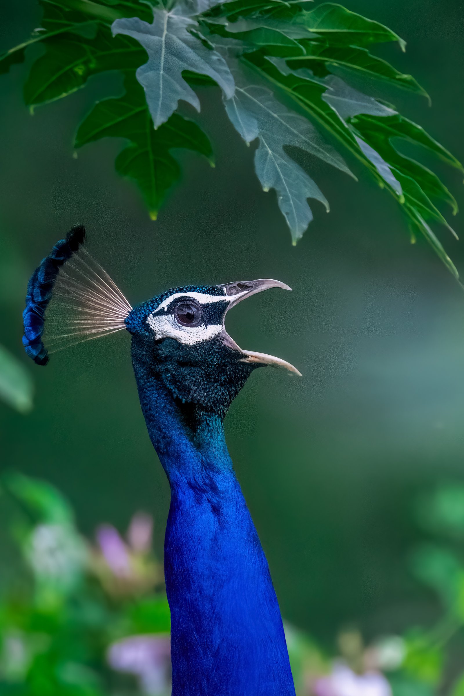 Peacock