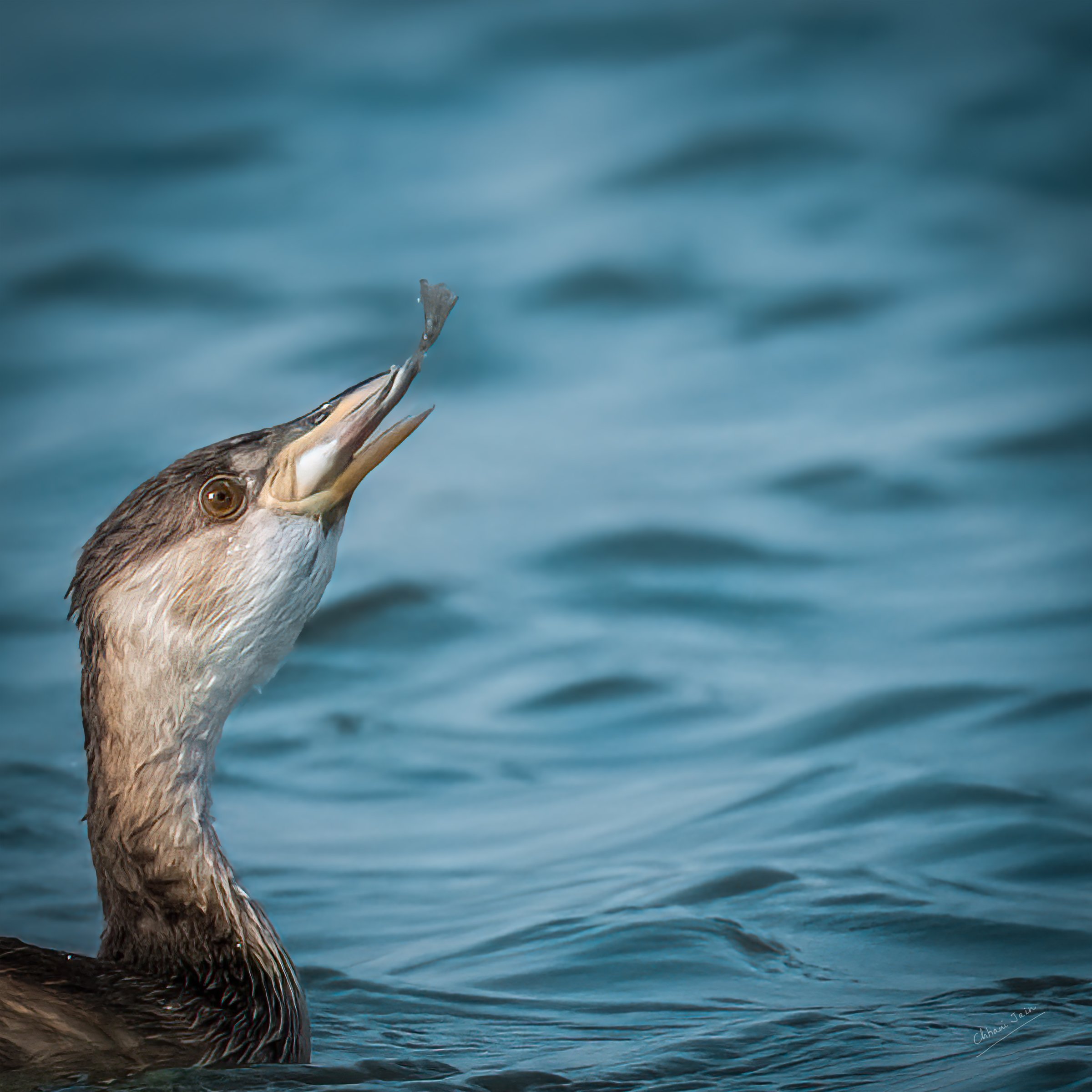 Water birds