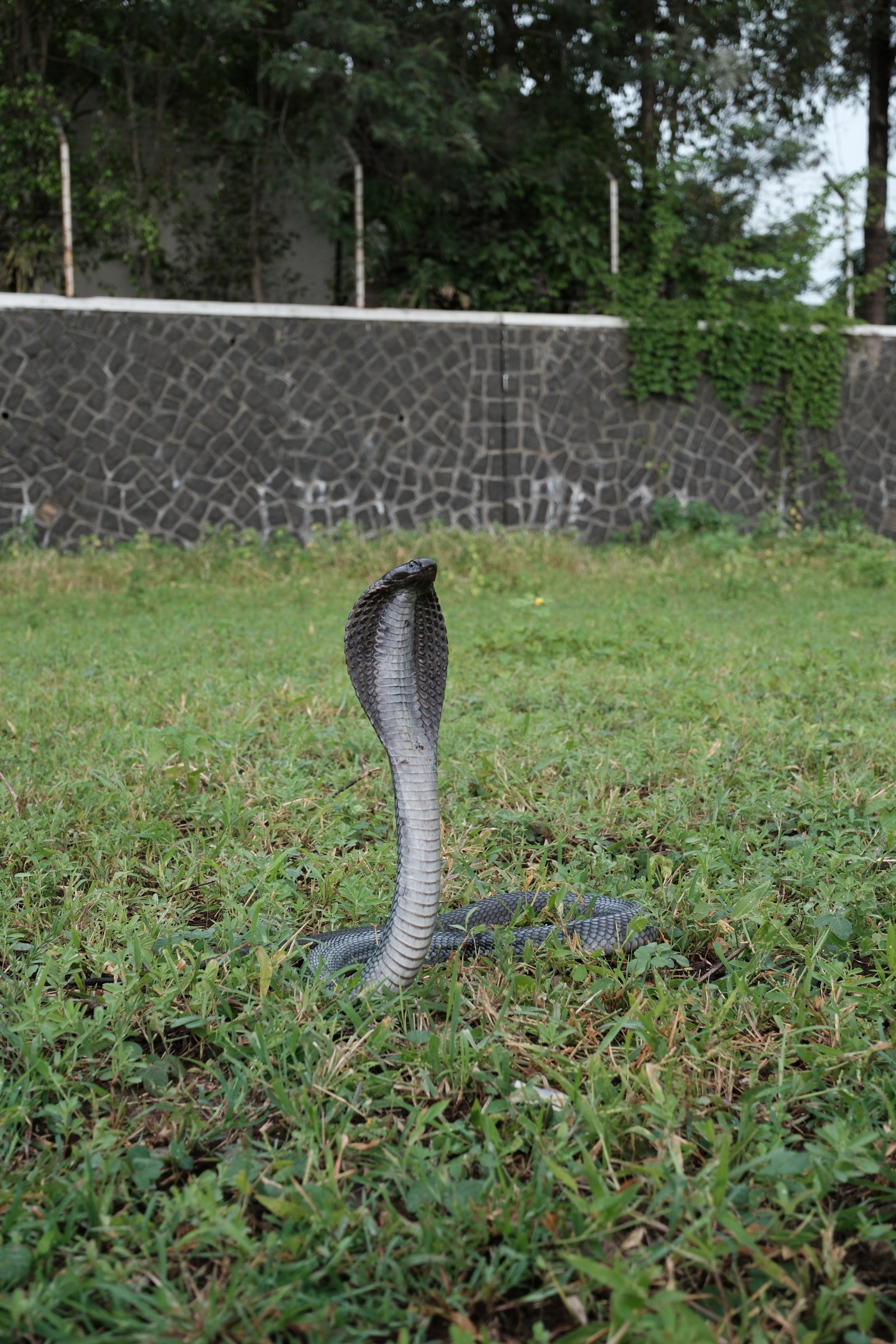 snake