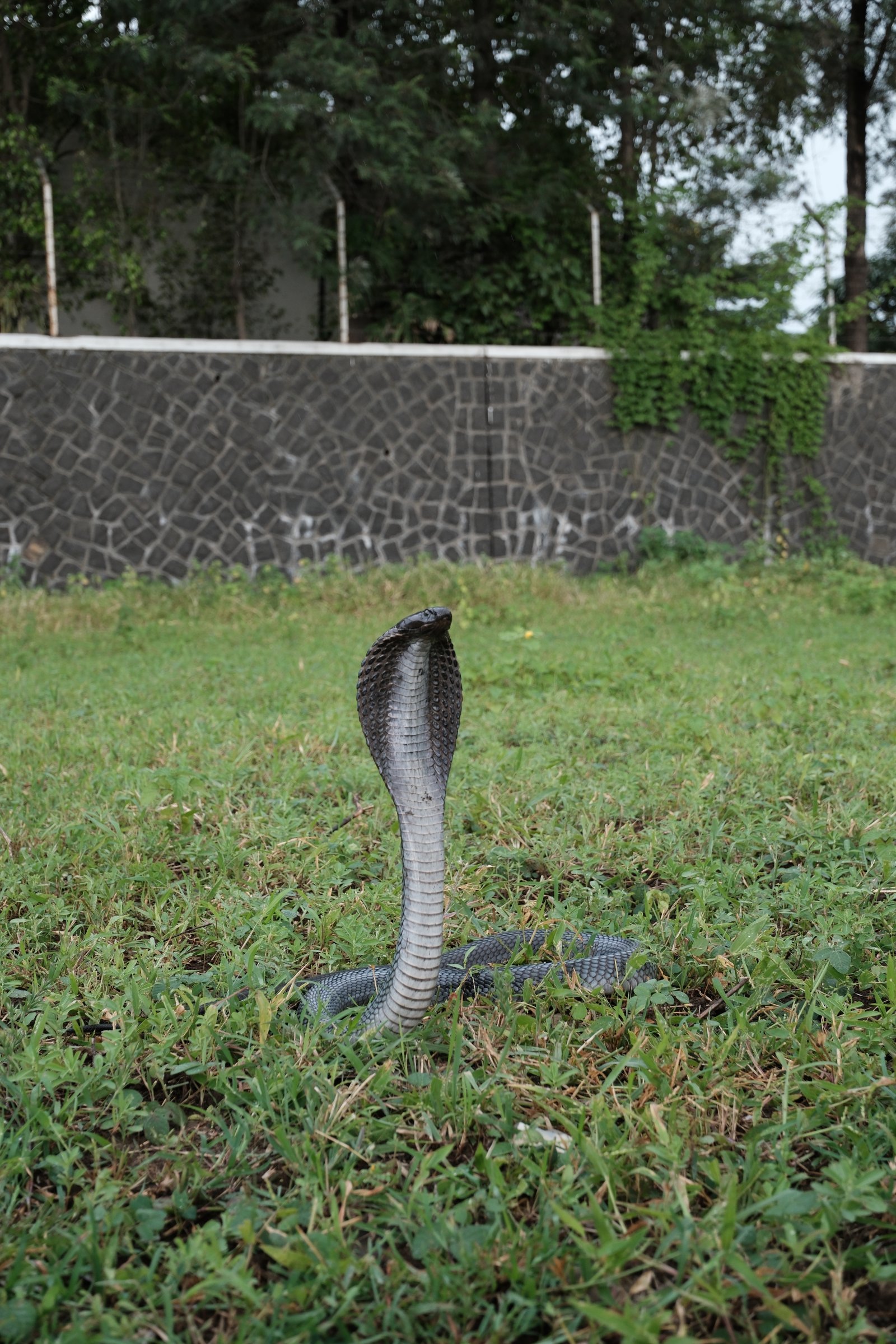 snake