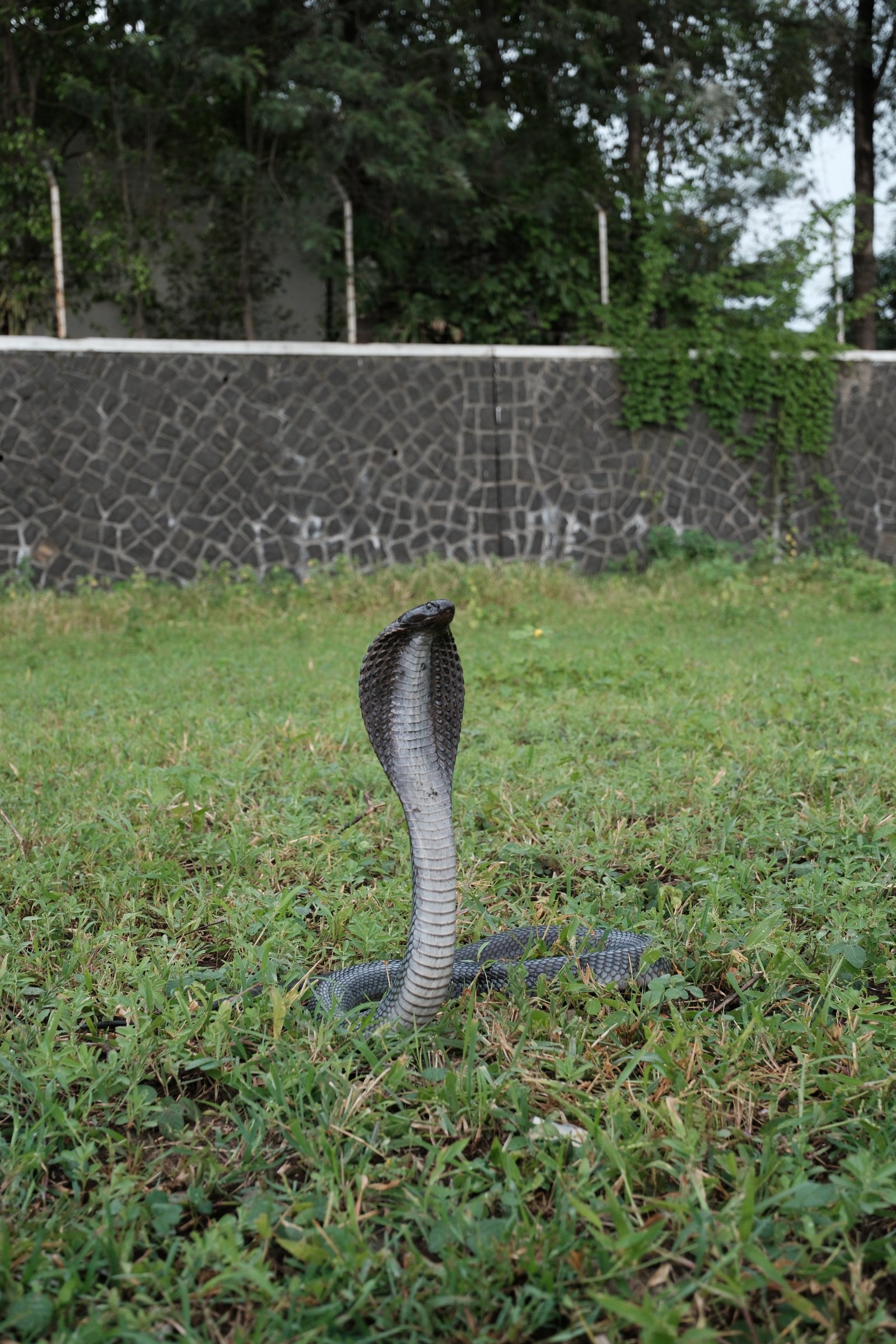 snake
