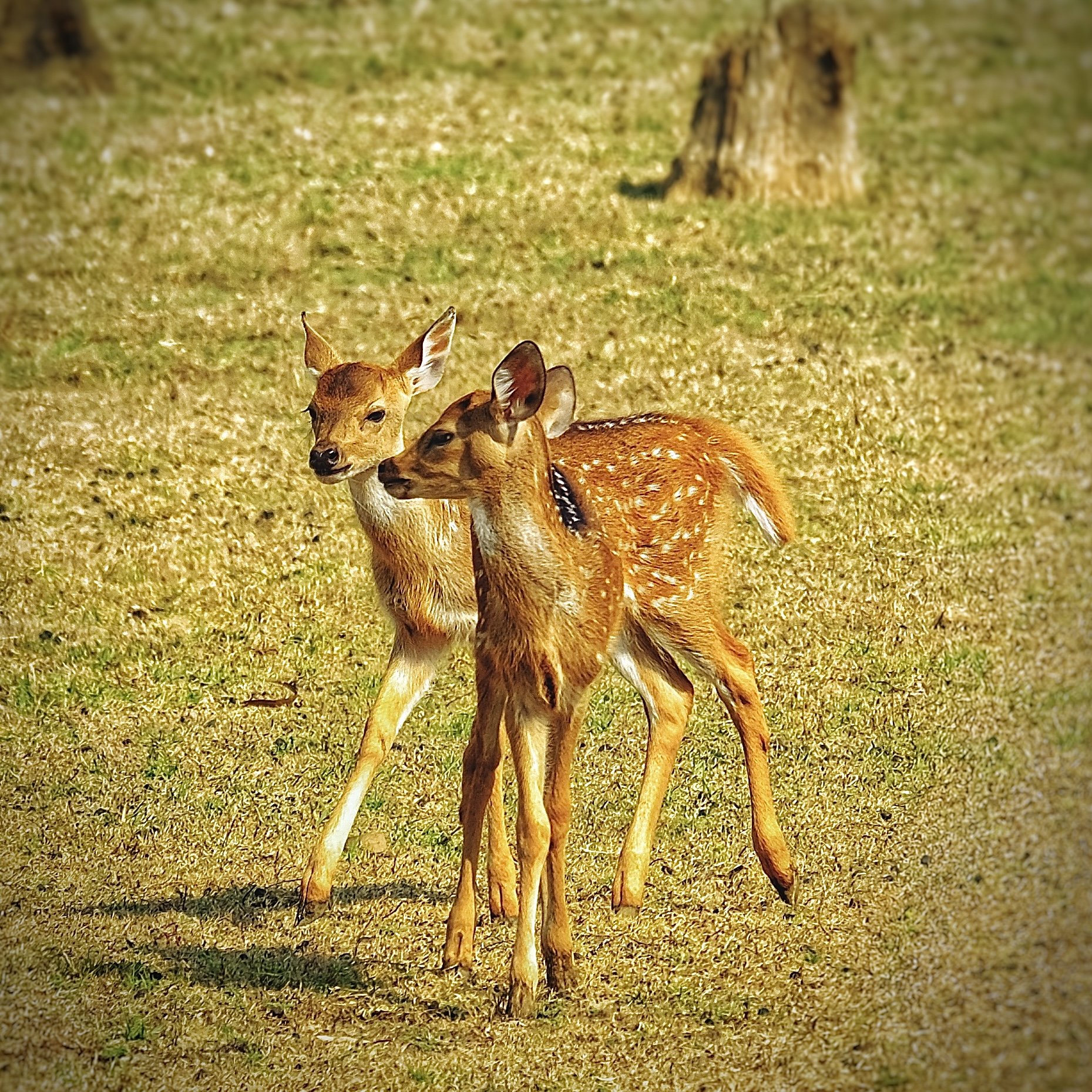 Misc Wildlife
